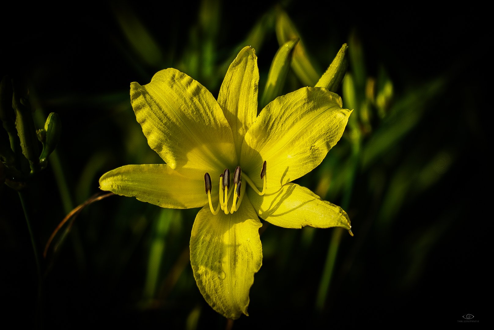 Yellow Lilly 7.10.25.jpg