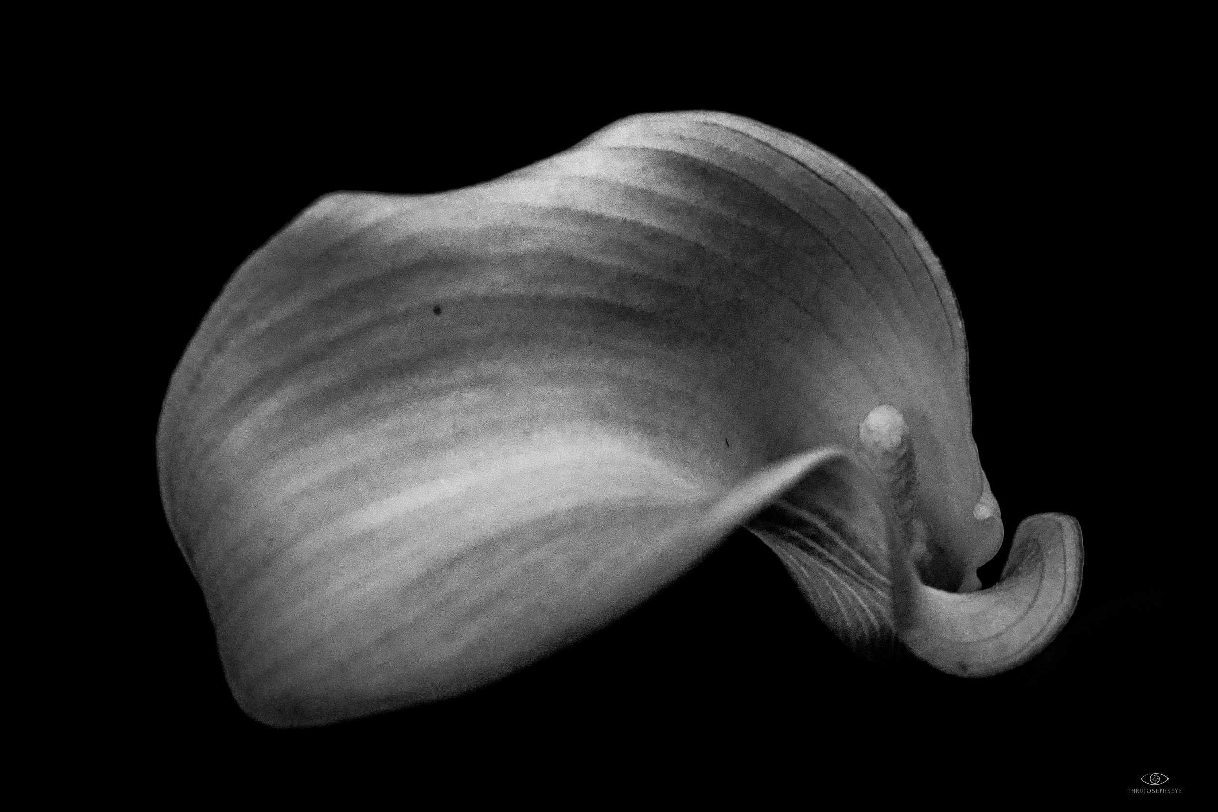 Lilly 2 BW 5.30.25.jpg