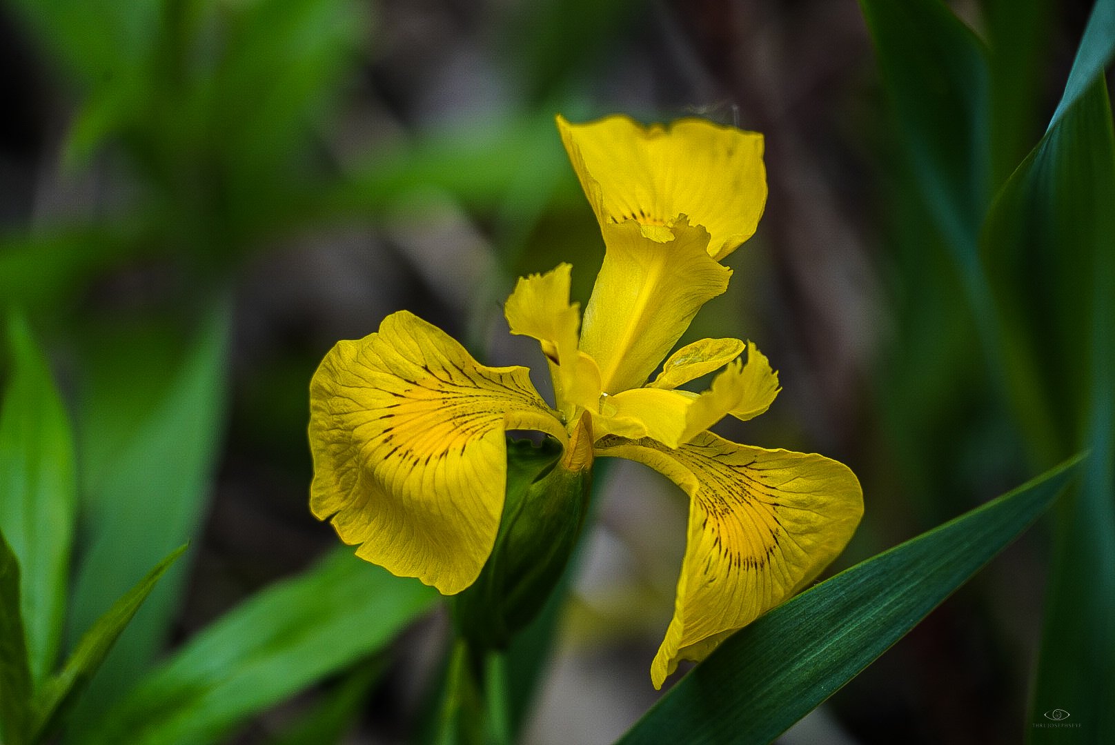 Yellow Iris 1 HA 5.23.25.jpg