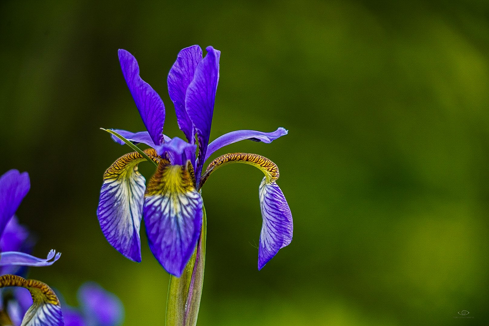 Purple Iris 4 HA 5.23.25.jpg