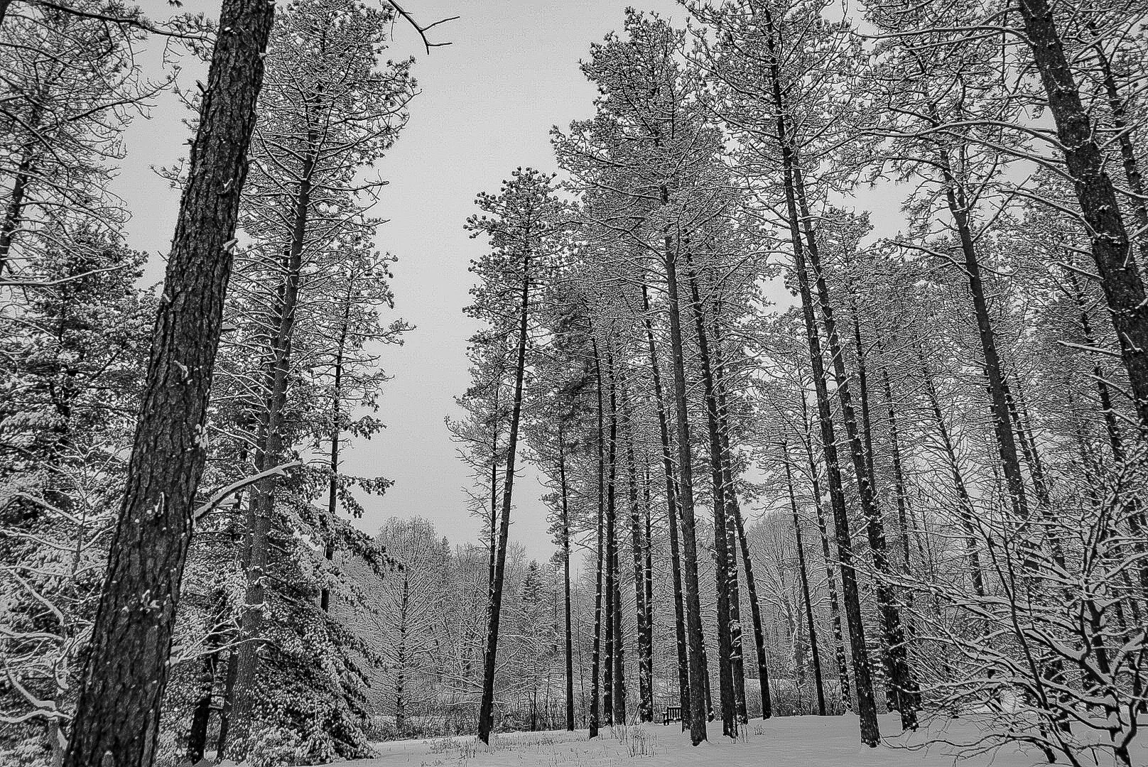 Redwoods in Fresh Snow