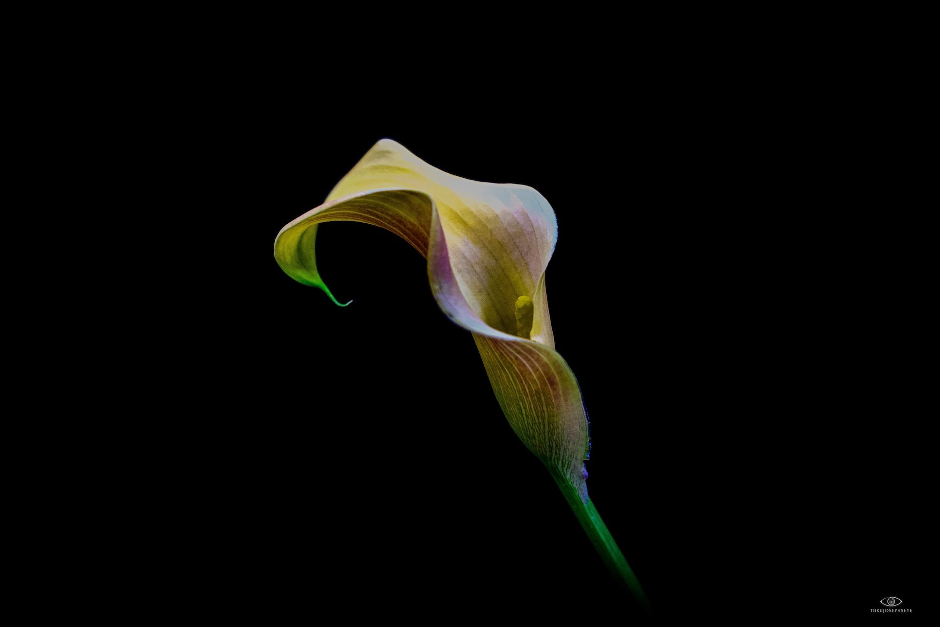 Lilly 5 5.30.25 copy.jpeg