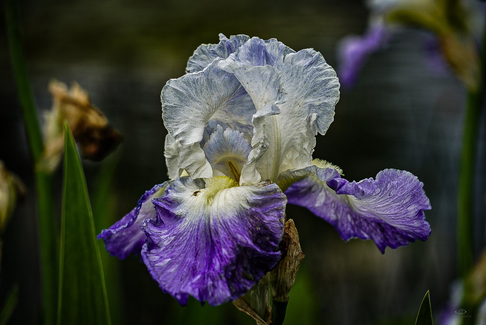 Purple Iris 3 HA 5.23.25.jpg