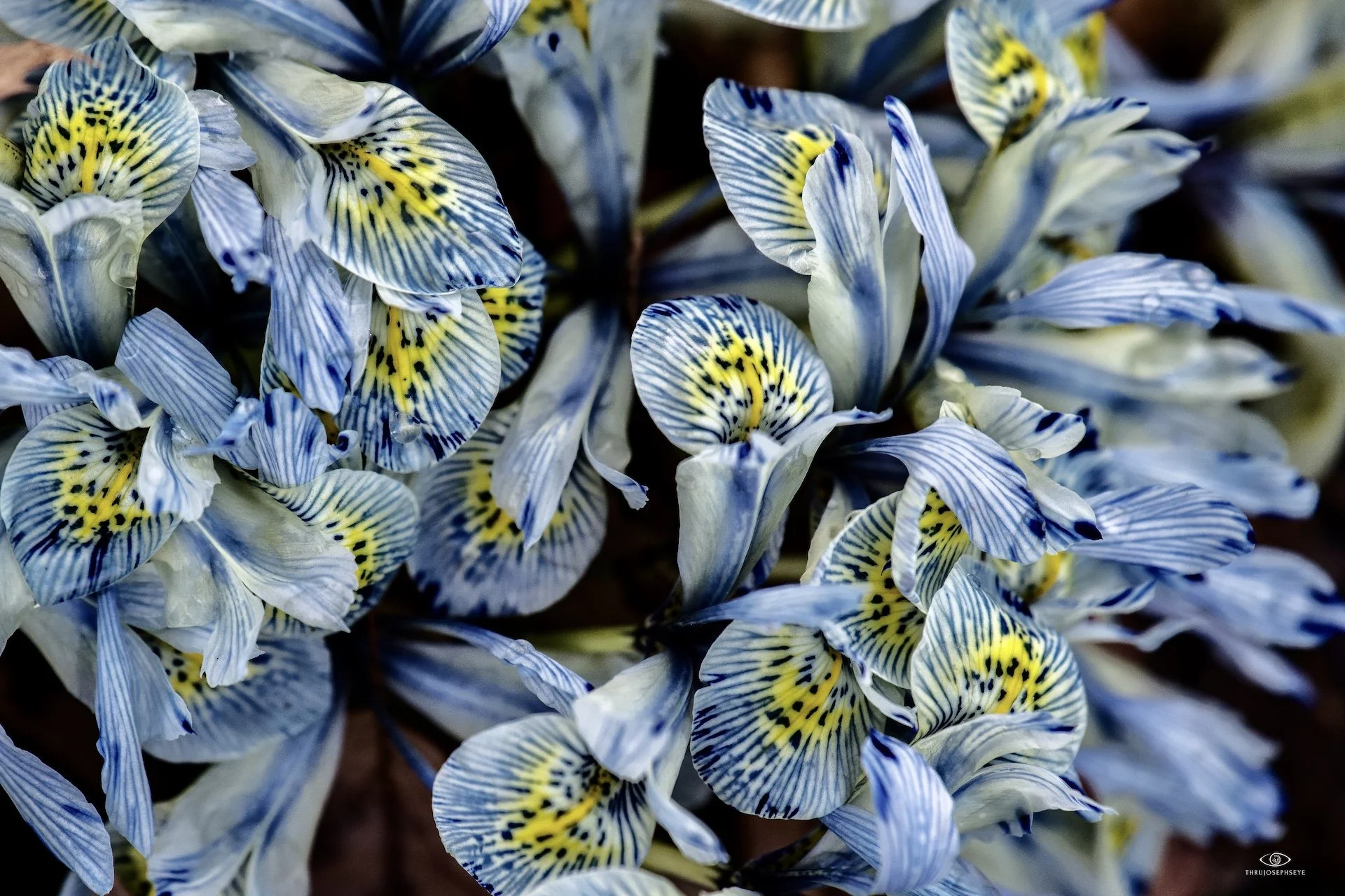 Irises Rising Forth