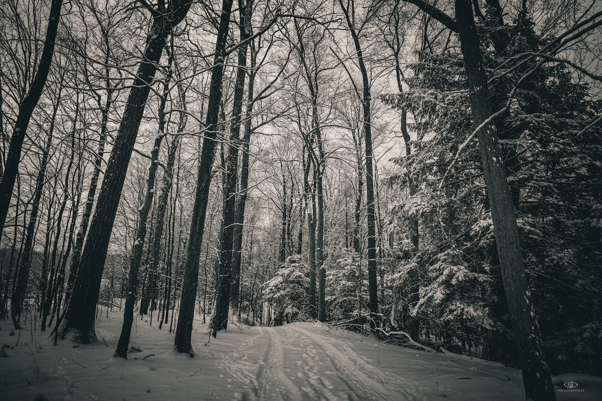 Baldwin Woods in Winter, Holden Arboretum