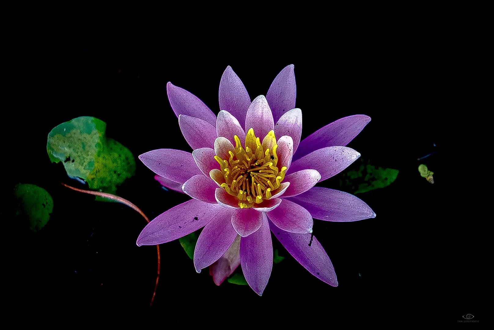 Lotus Morning