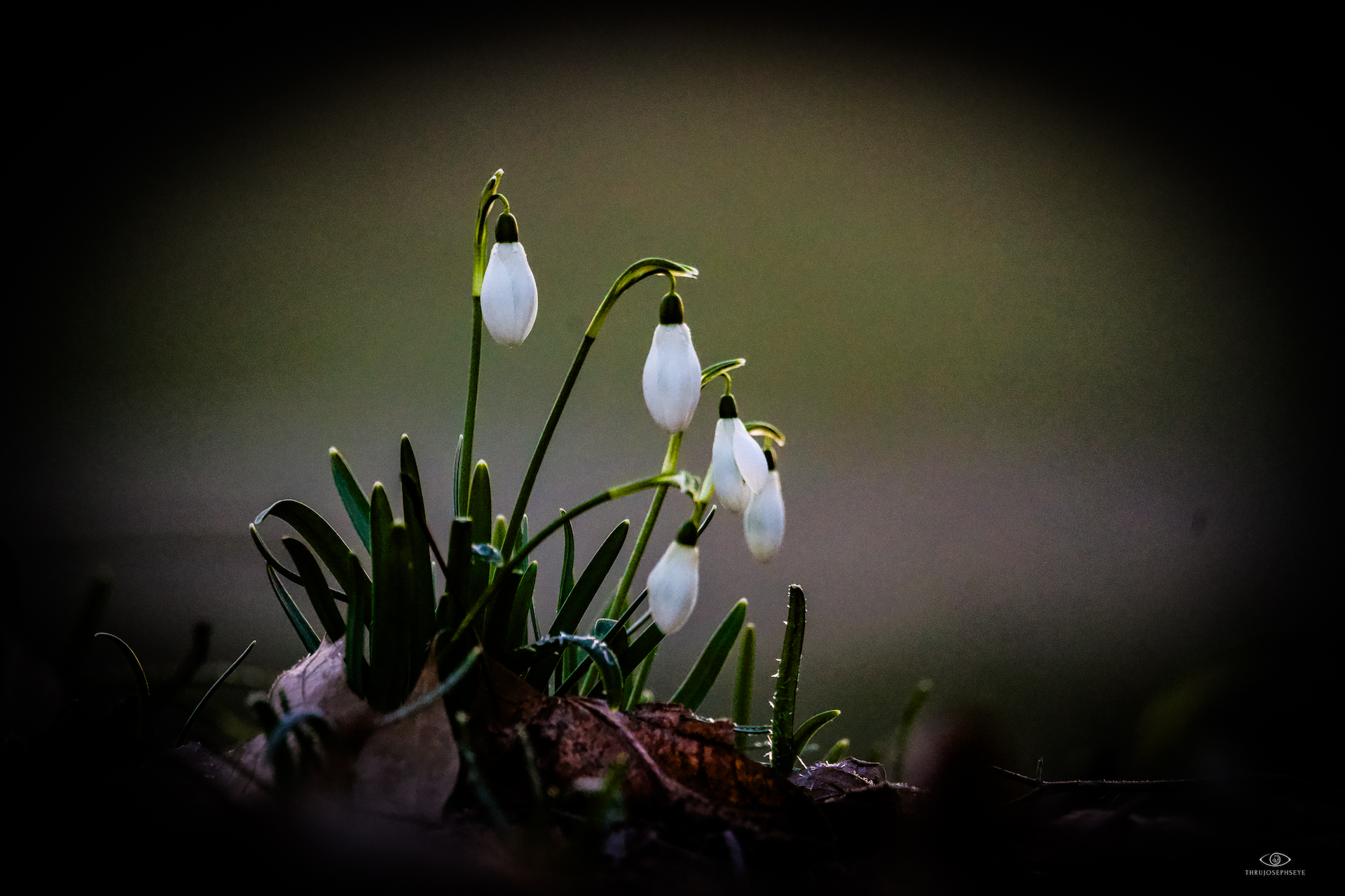 Snowdrops, Holden Arboretum