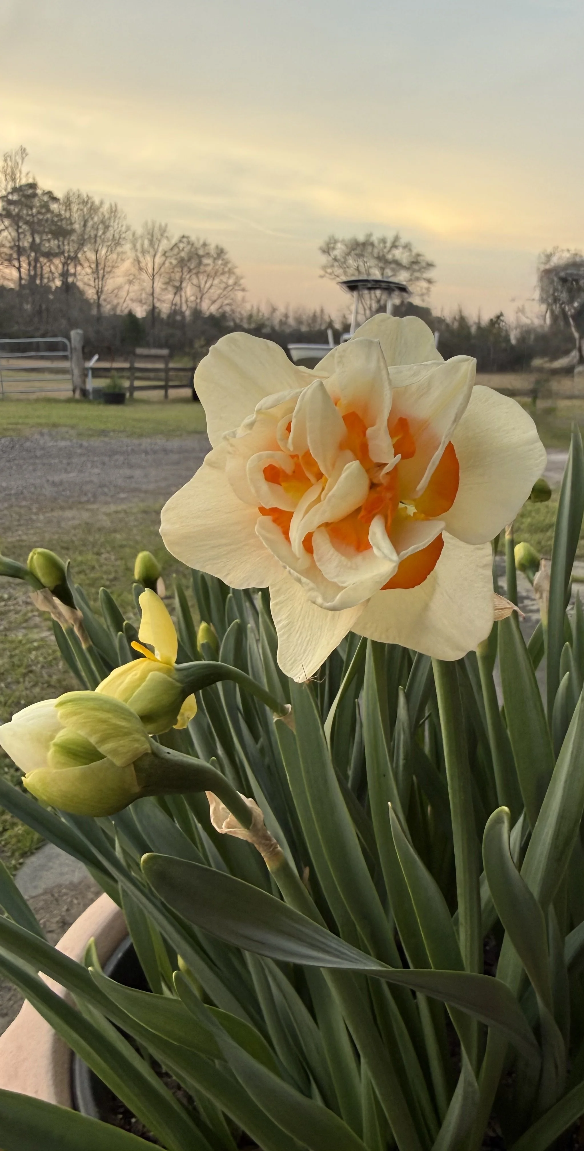 Daffodil Romantic Paraadise