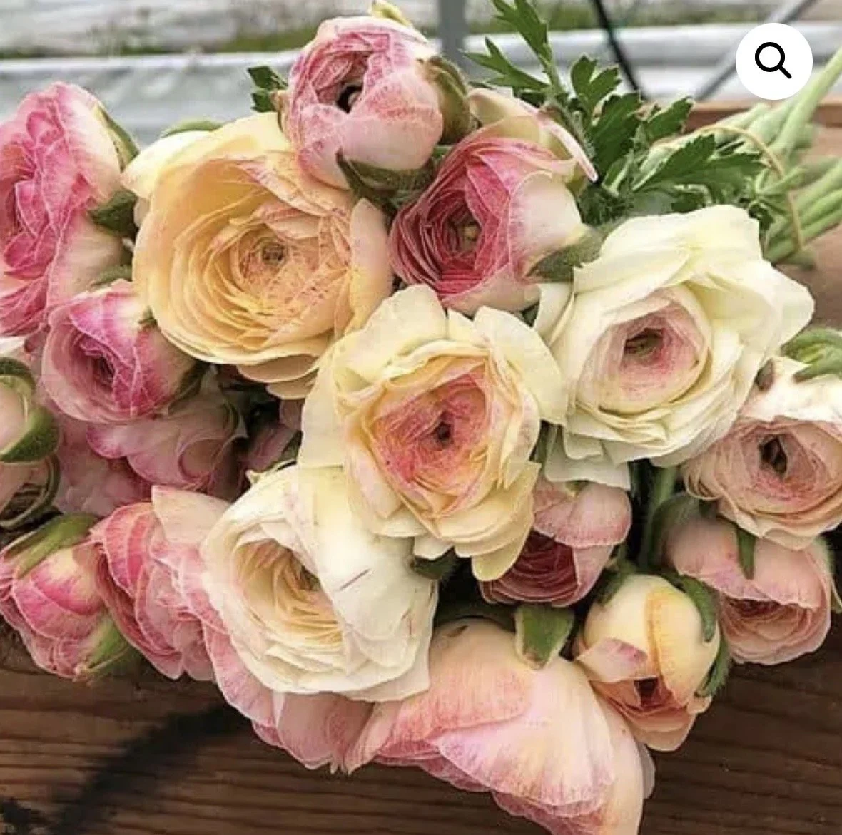 Ranunculus Bianco Sufmta