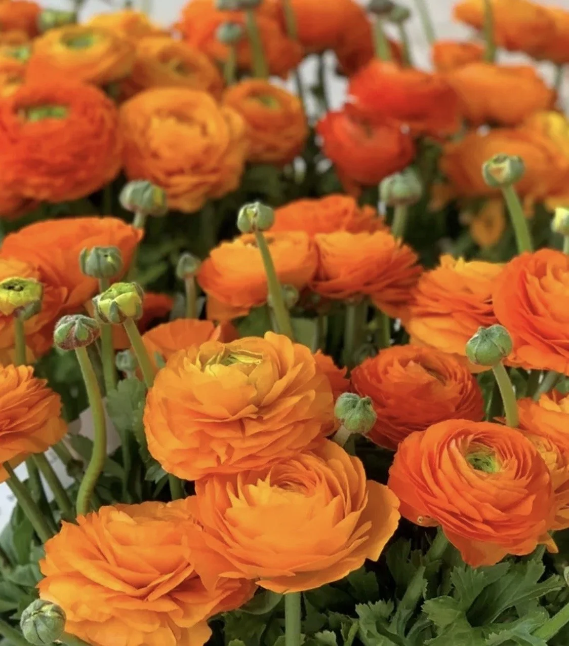 Ranunculus Clematine