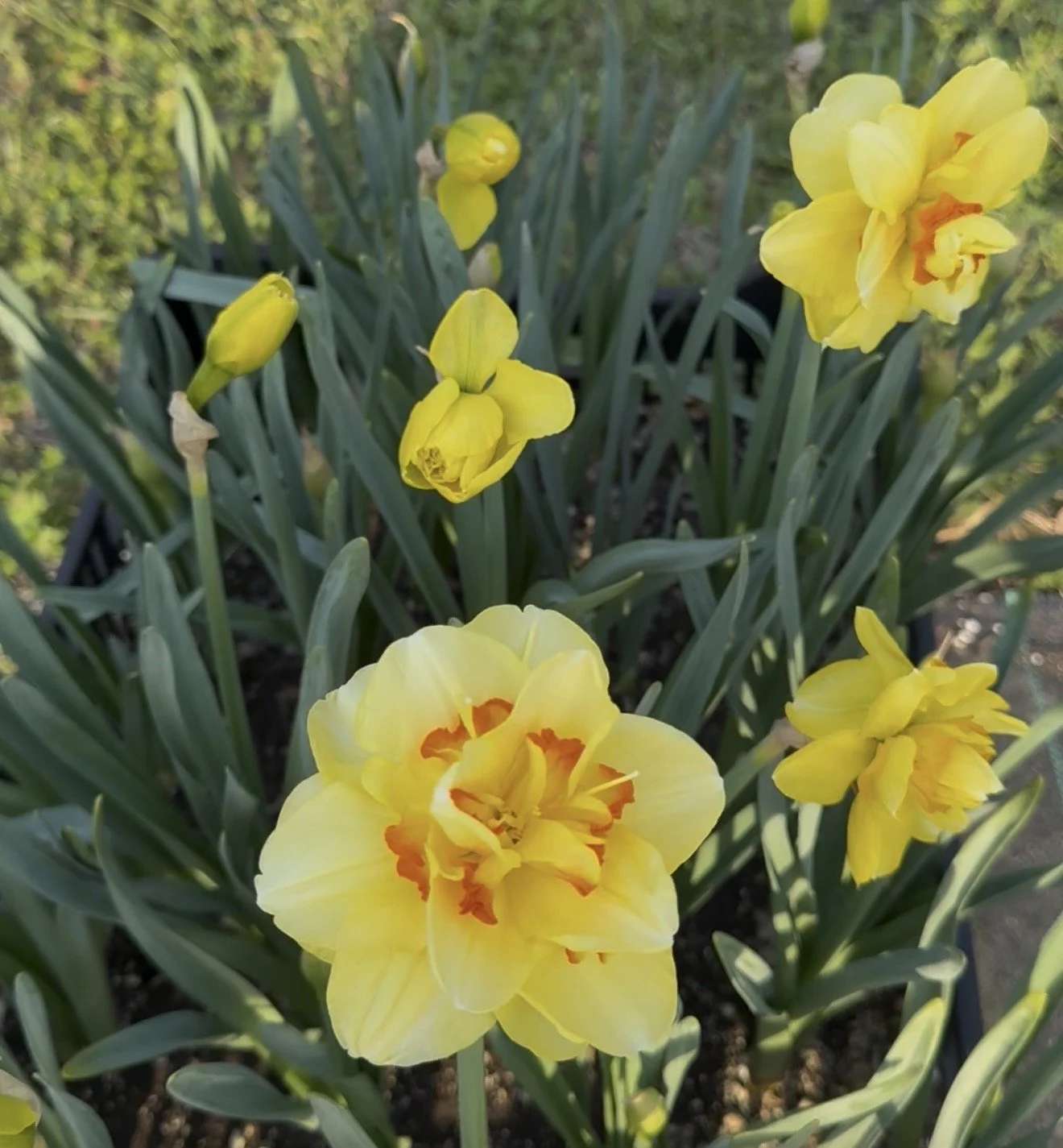 Daffodil Tahiti