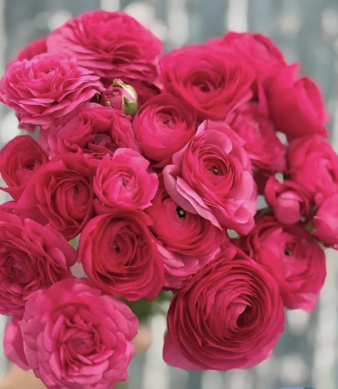 Ranunculus HoT  Pink
