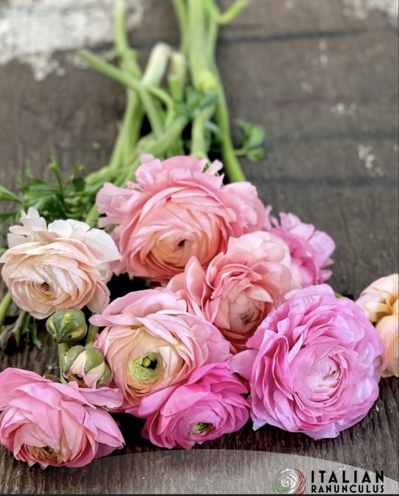 Ranunculus: Elegance Dolce Vita Mix