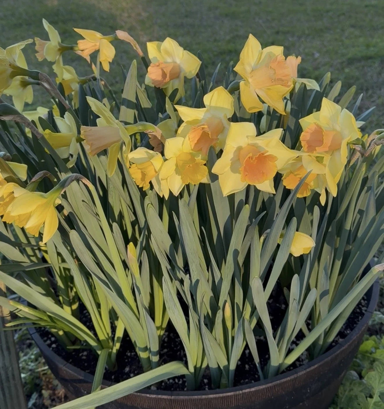 Daffodil Tom Pounce