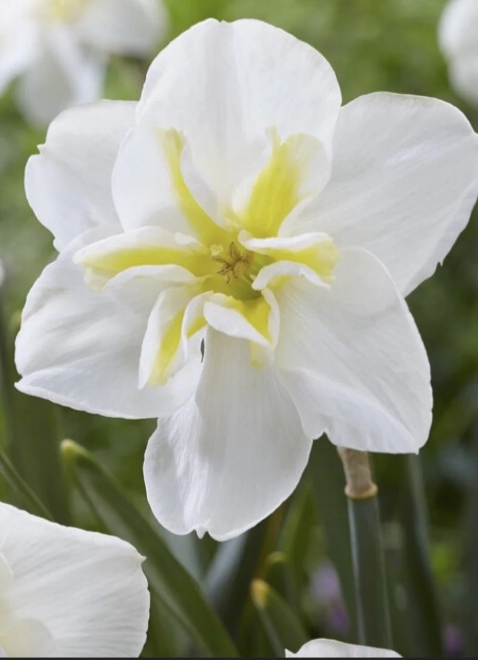 Daffodil Lemon Beauty