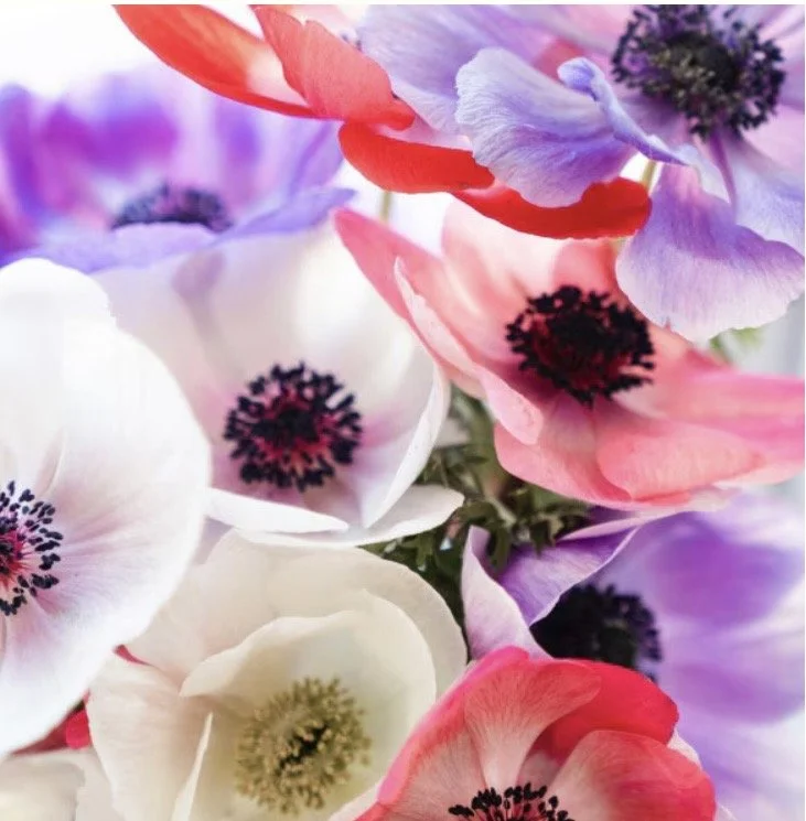 Anemone Galilee