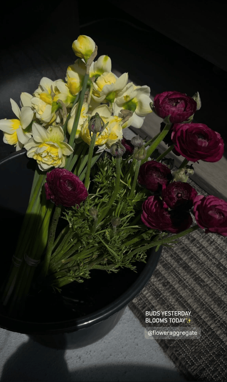 A black flower pot containing yellow and purple ranunculus flowers. The yellow flowers are in bloom, while the purple ones are partially open. Sunlight shines on the flowers, and a caption on the image reads: "Buds yesterday. Blooms today."