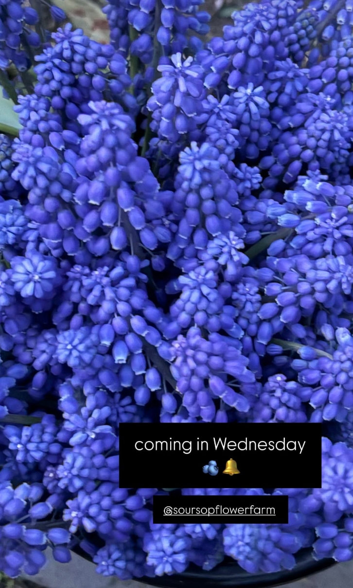 Close-up of purple grape hyacinth flowers in a garden or flower farm.