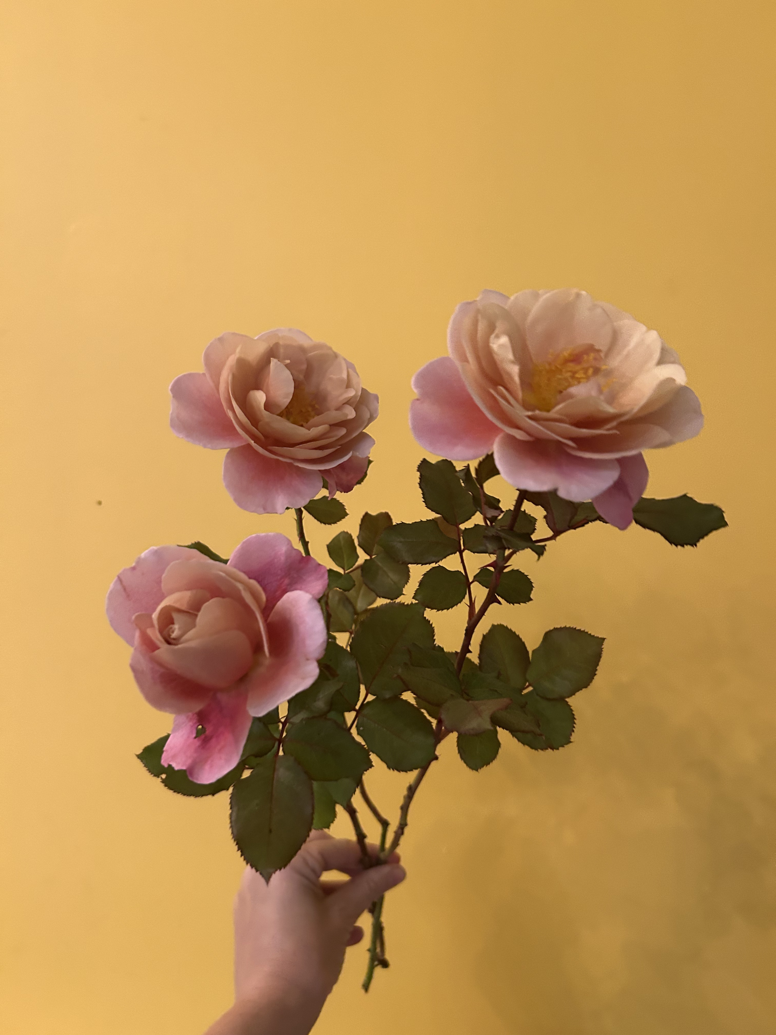 rose (1).png