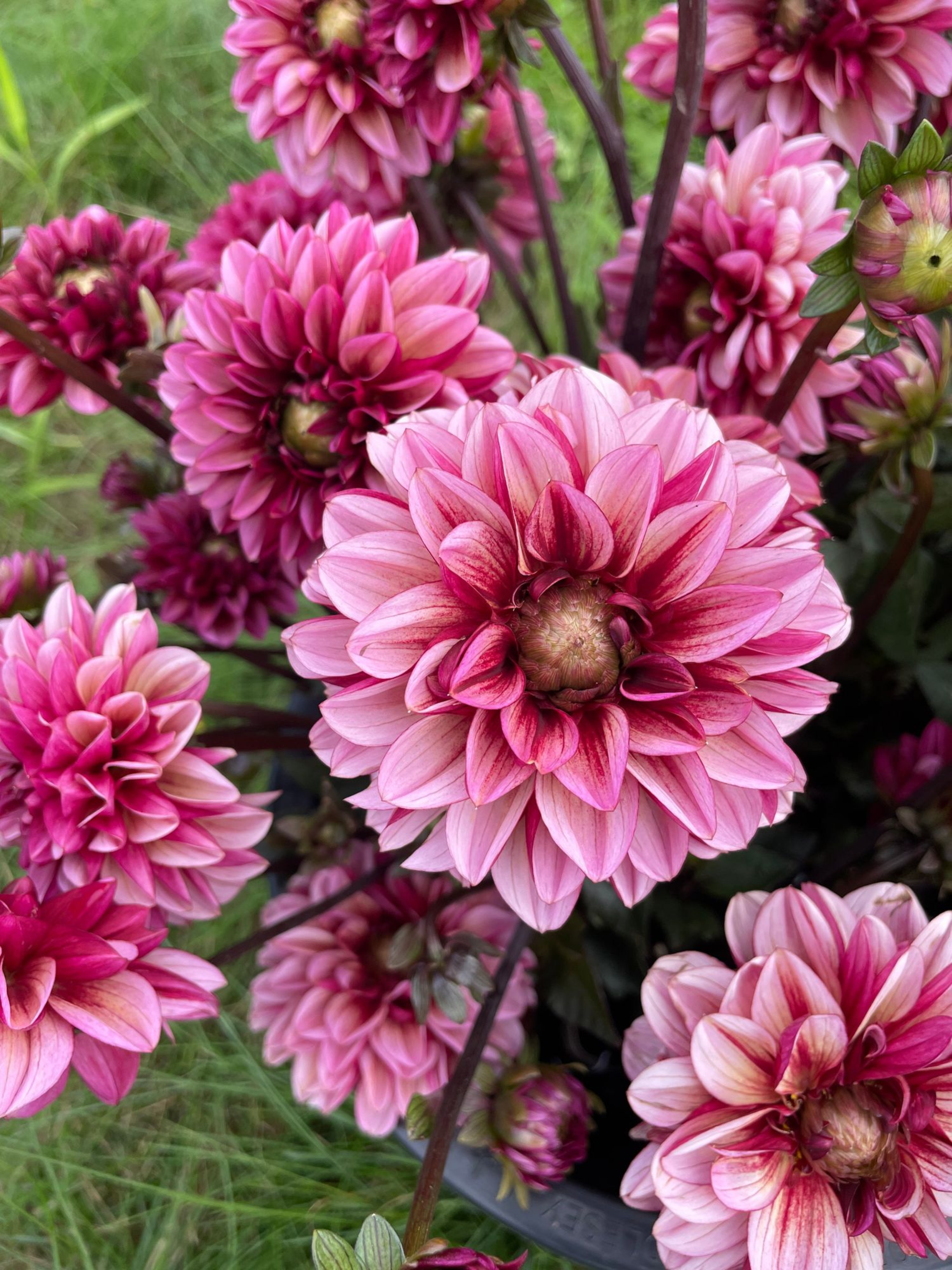 seniors hope dahlia.png