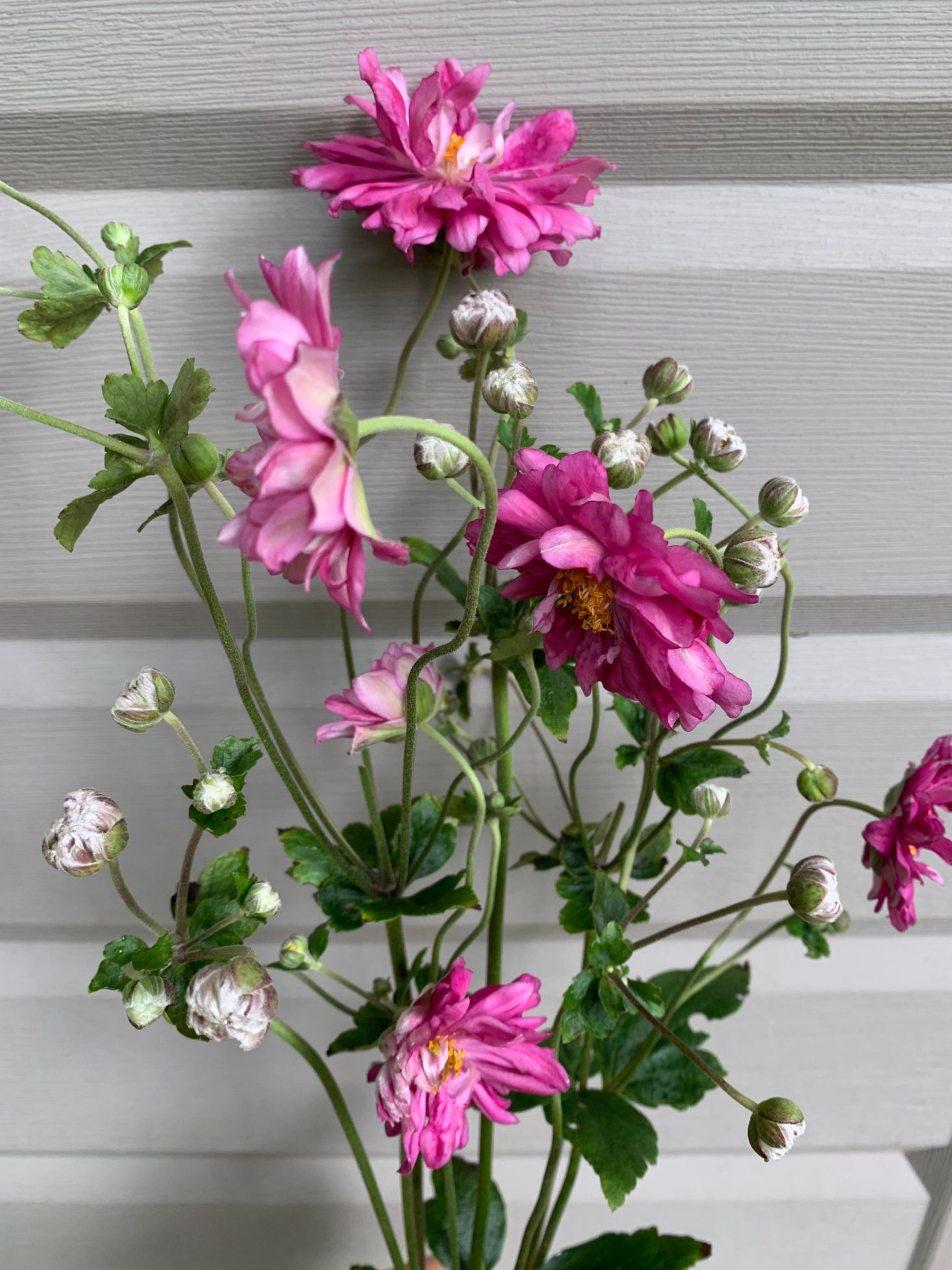 double pink jap anemone.png