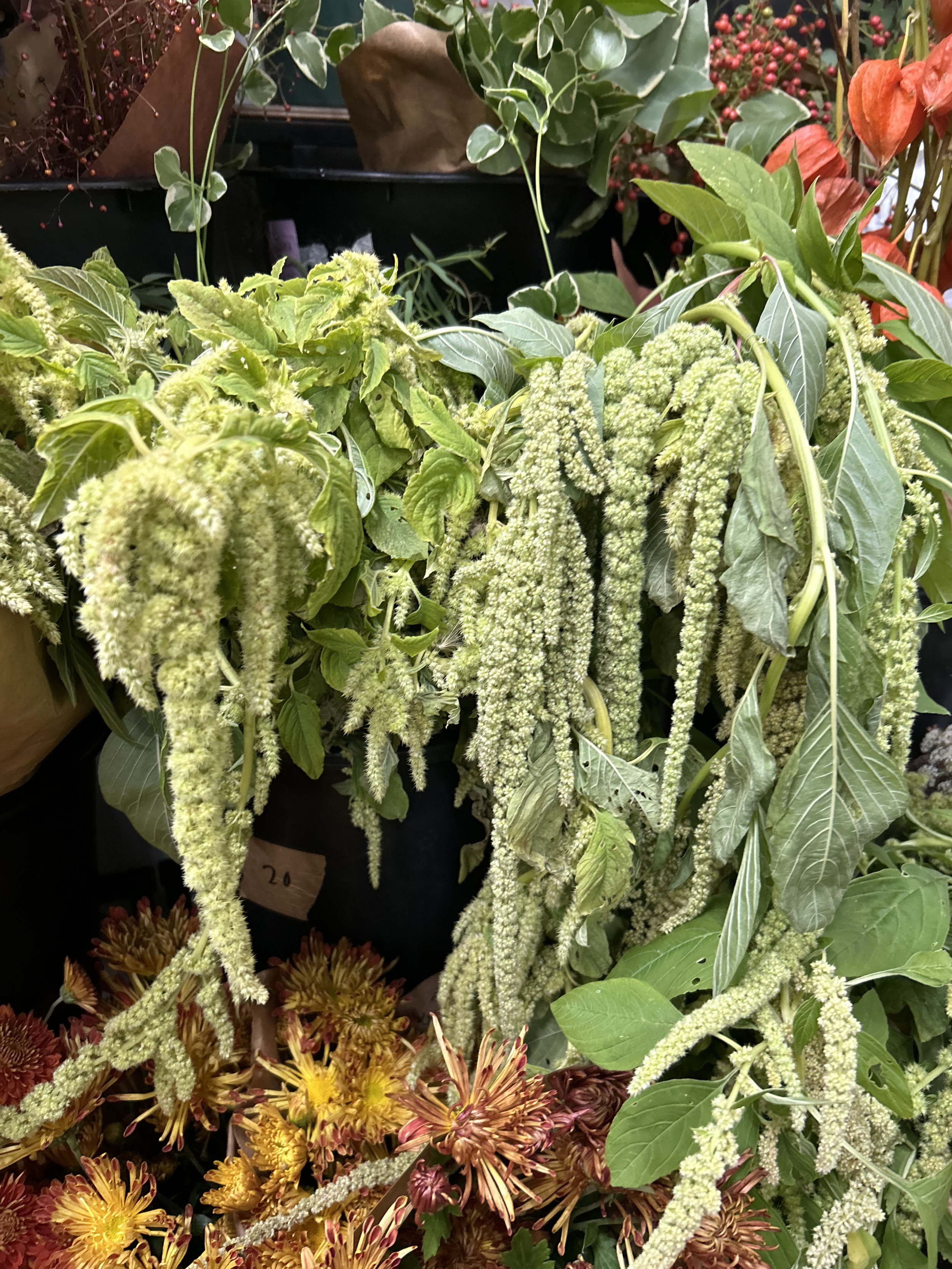 amaranth (2).png