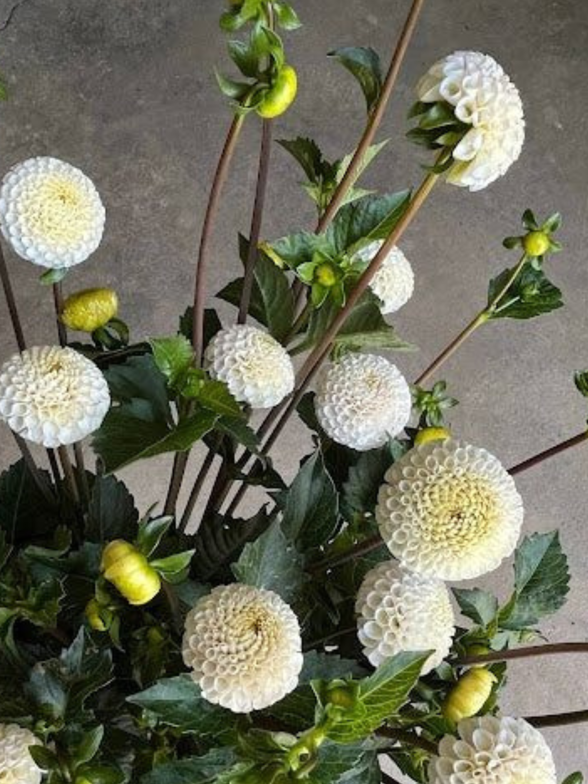 small world dahlia.png