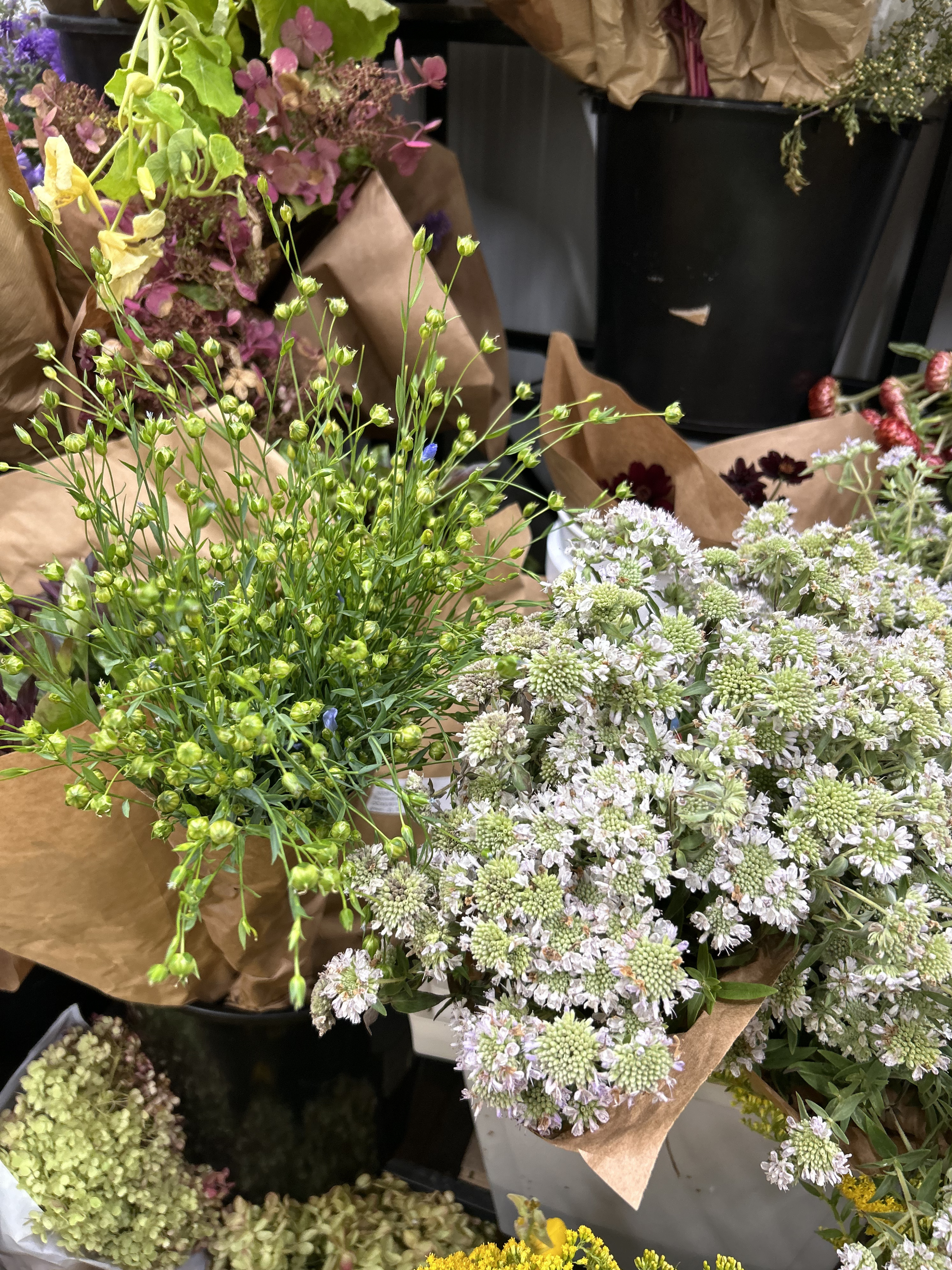 mountain mint (1).png