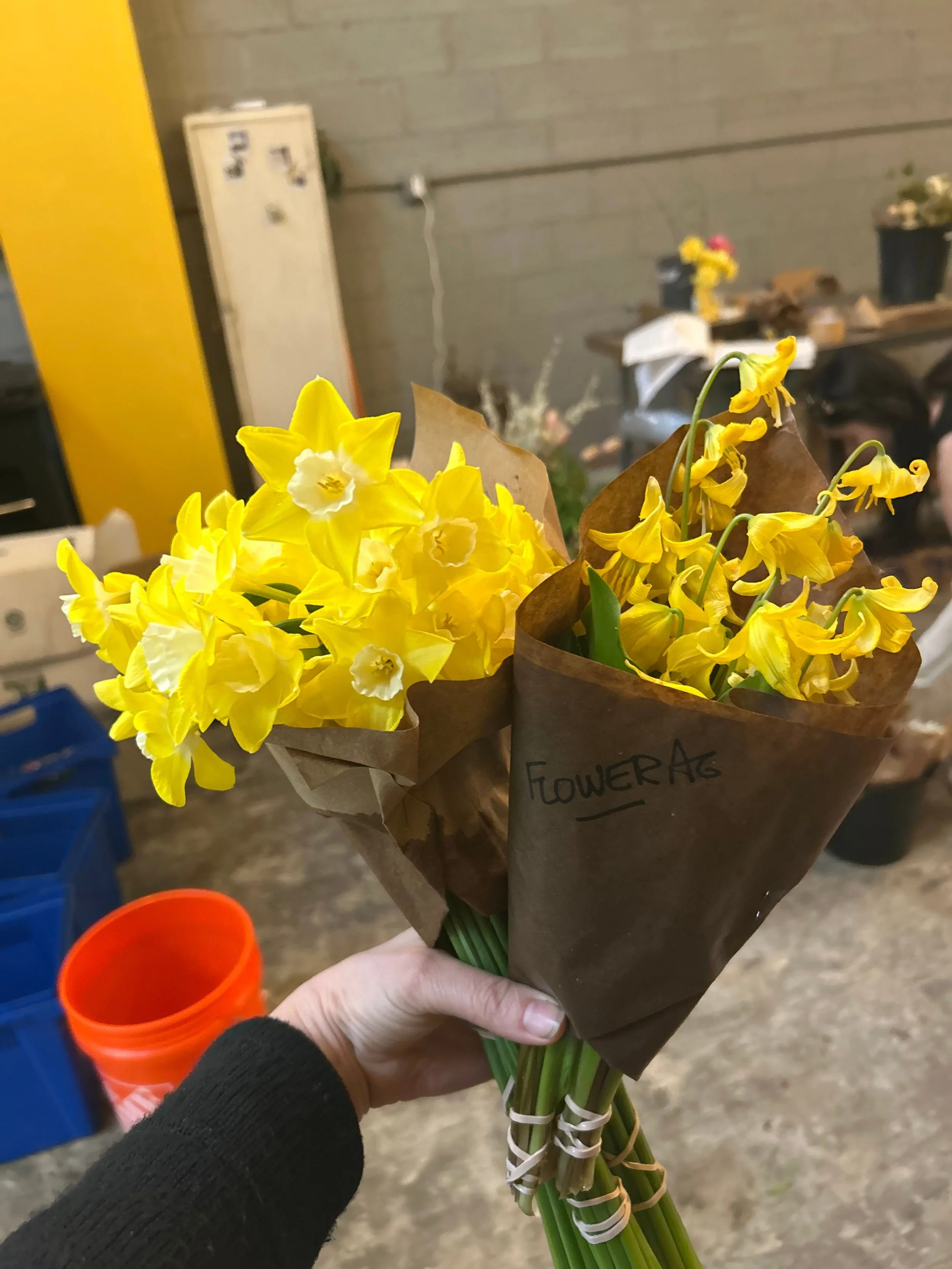 pipit daffodil and trout lily