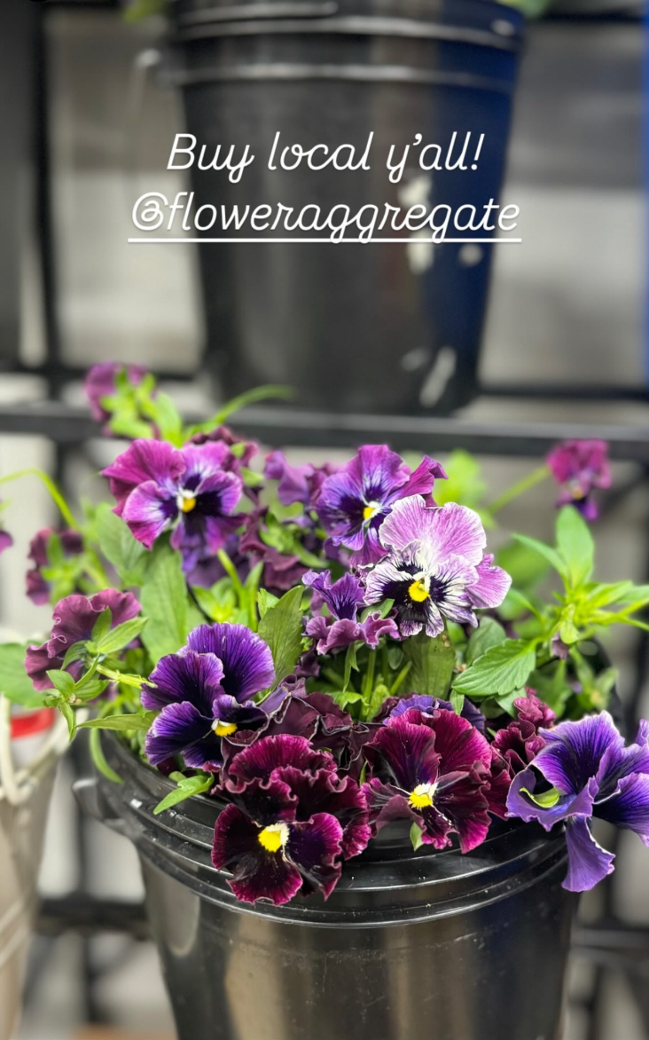 Colorful pansy flowers in a black plastic pot, with shades of purple, violet, and burgundy, and yellow centers. A large black pot is visible in the background. The text overlay says 'Buy local y'all! @floweraggregate'.