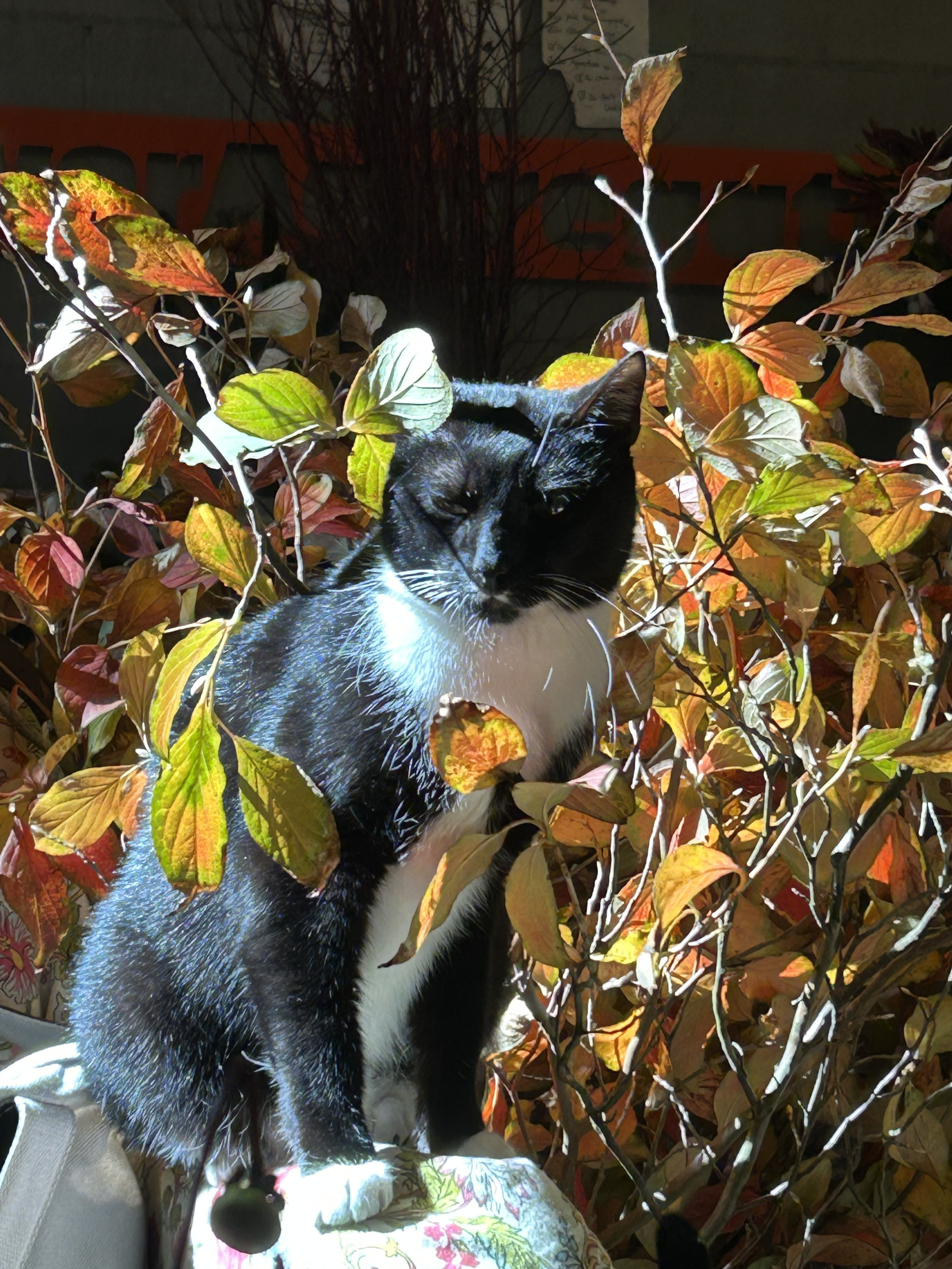 aster and leaves.png