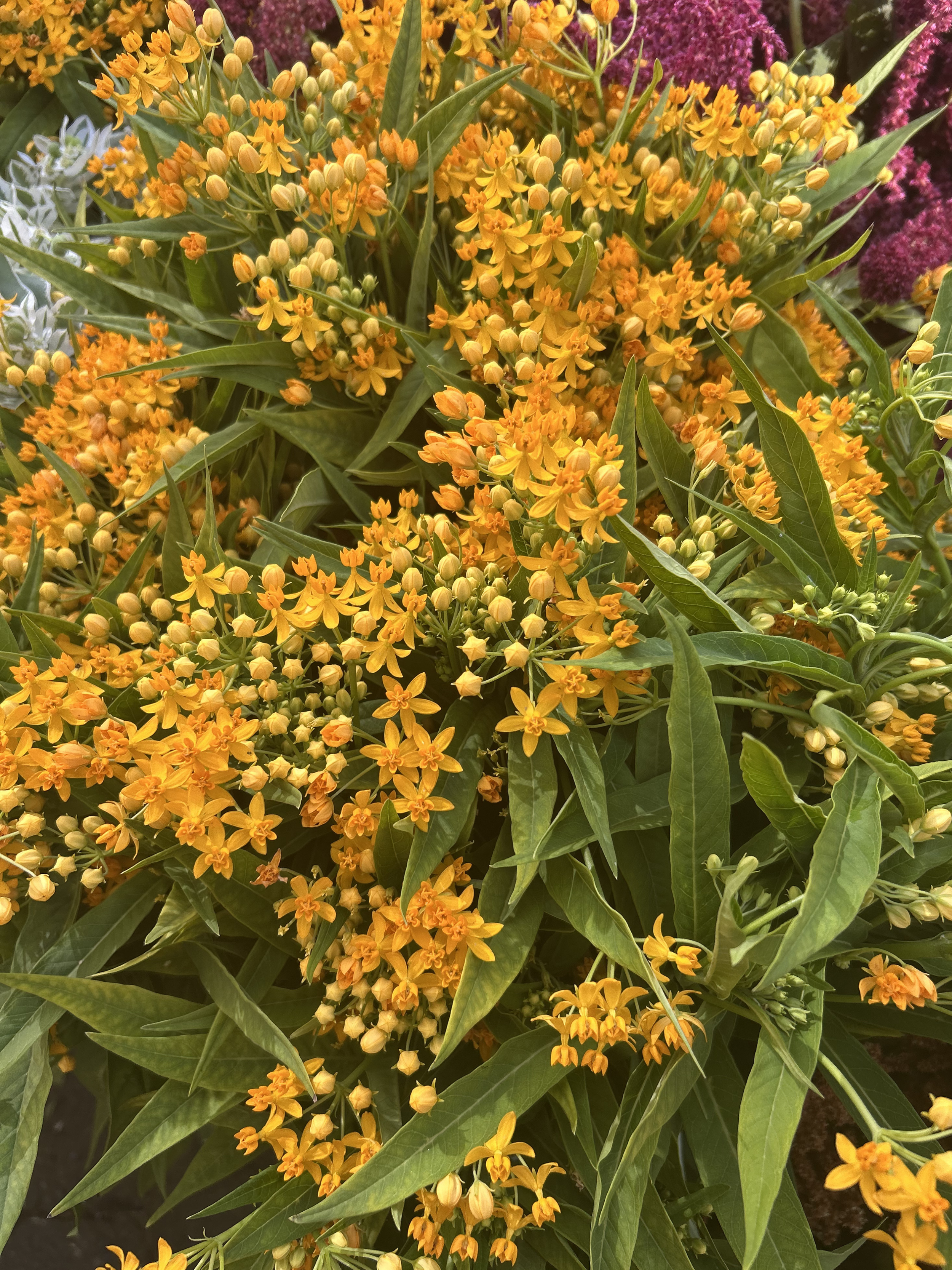 orange butterfly.png