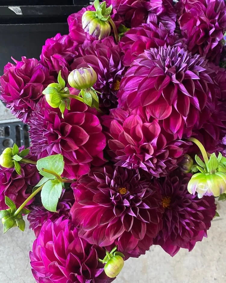 Close-up of a bouquet of magenta and purple dahlias with some green buds and leaves grown by local farms who practice sustainable farming techniques.