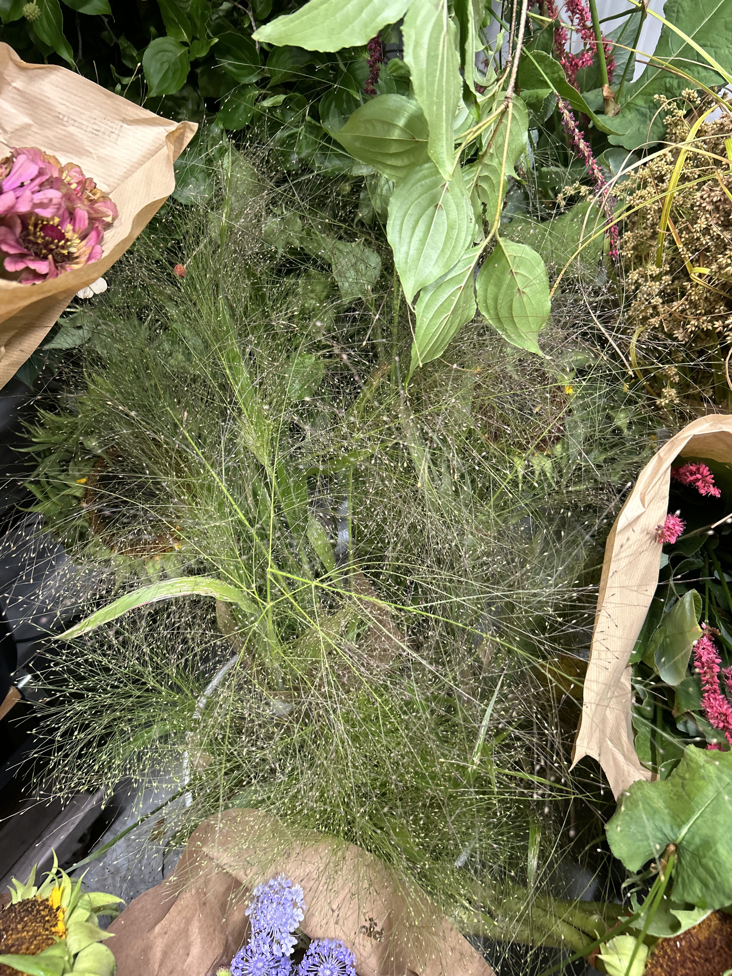 frosted explosion.png