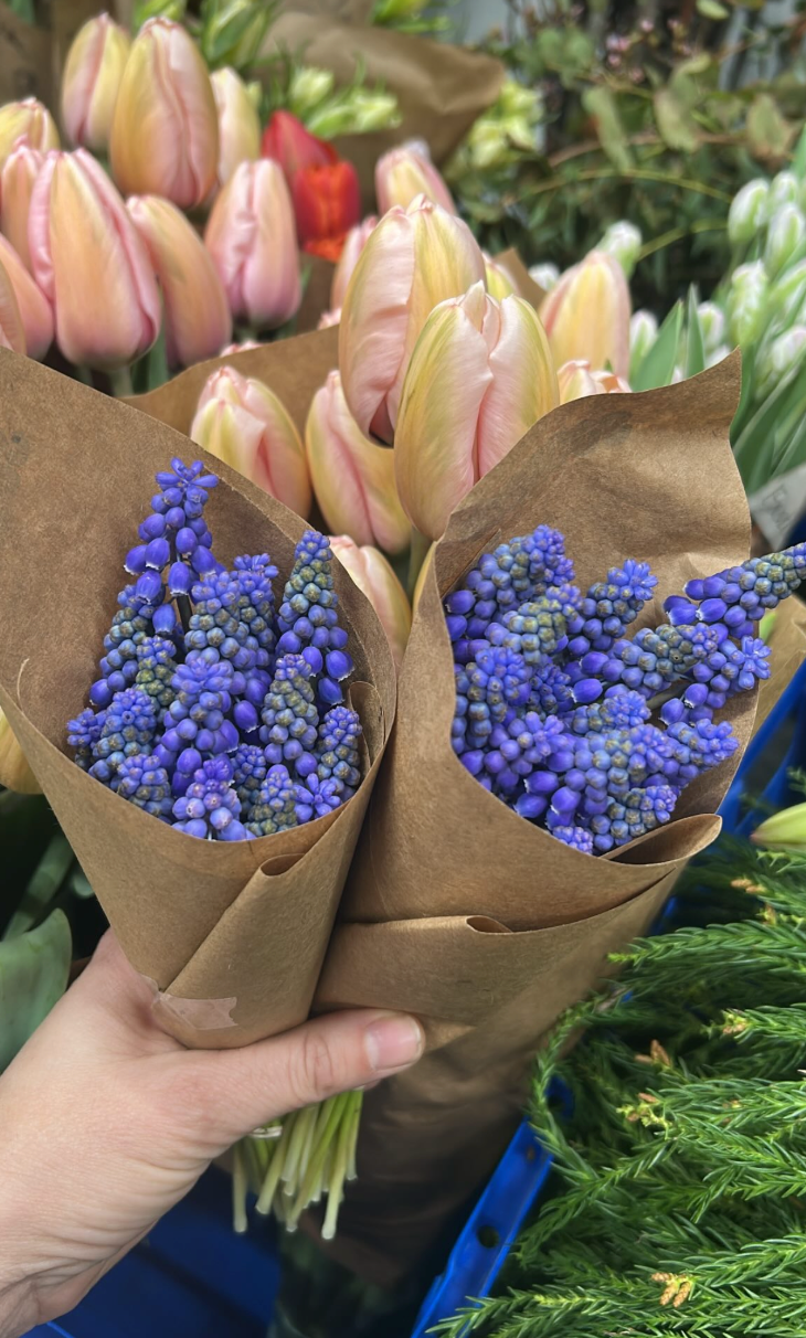Two bouquets of purple grape hyacinths wrapped in brown paper held in front of pink tulips in a flower shop.
