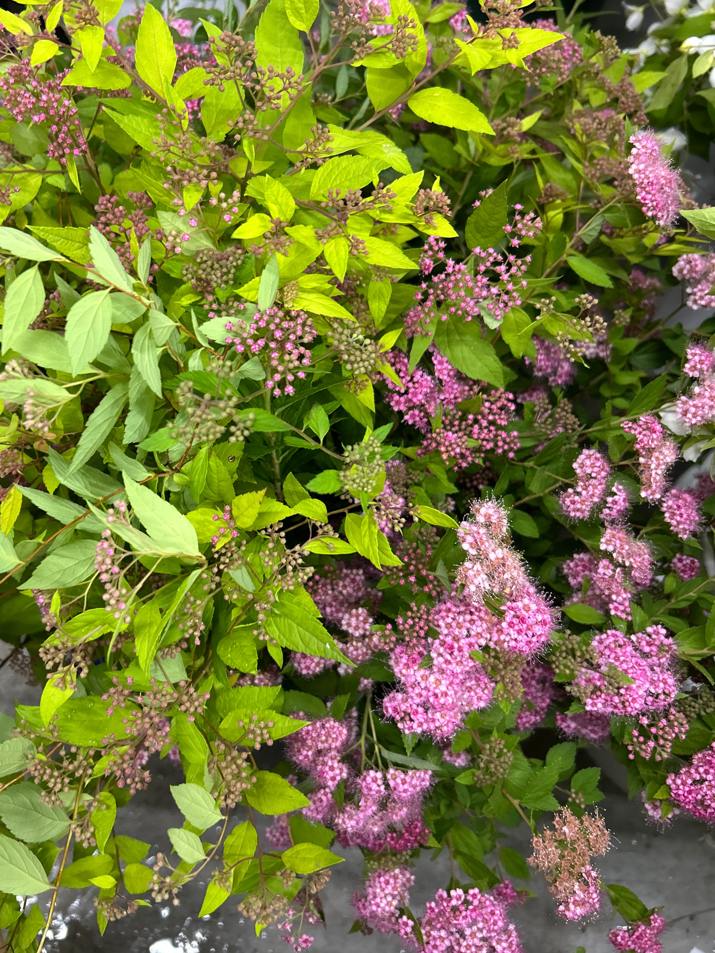 pink spirea.png