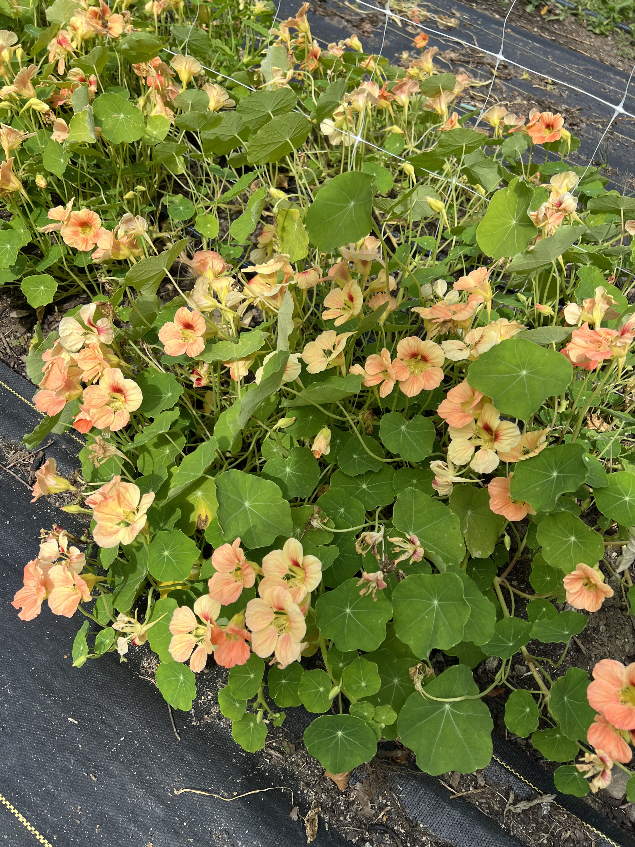 peach nasturtium.png