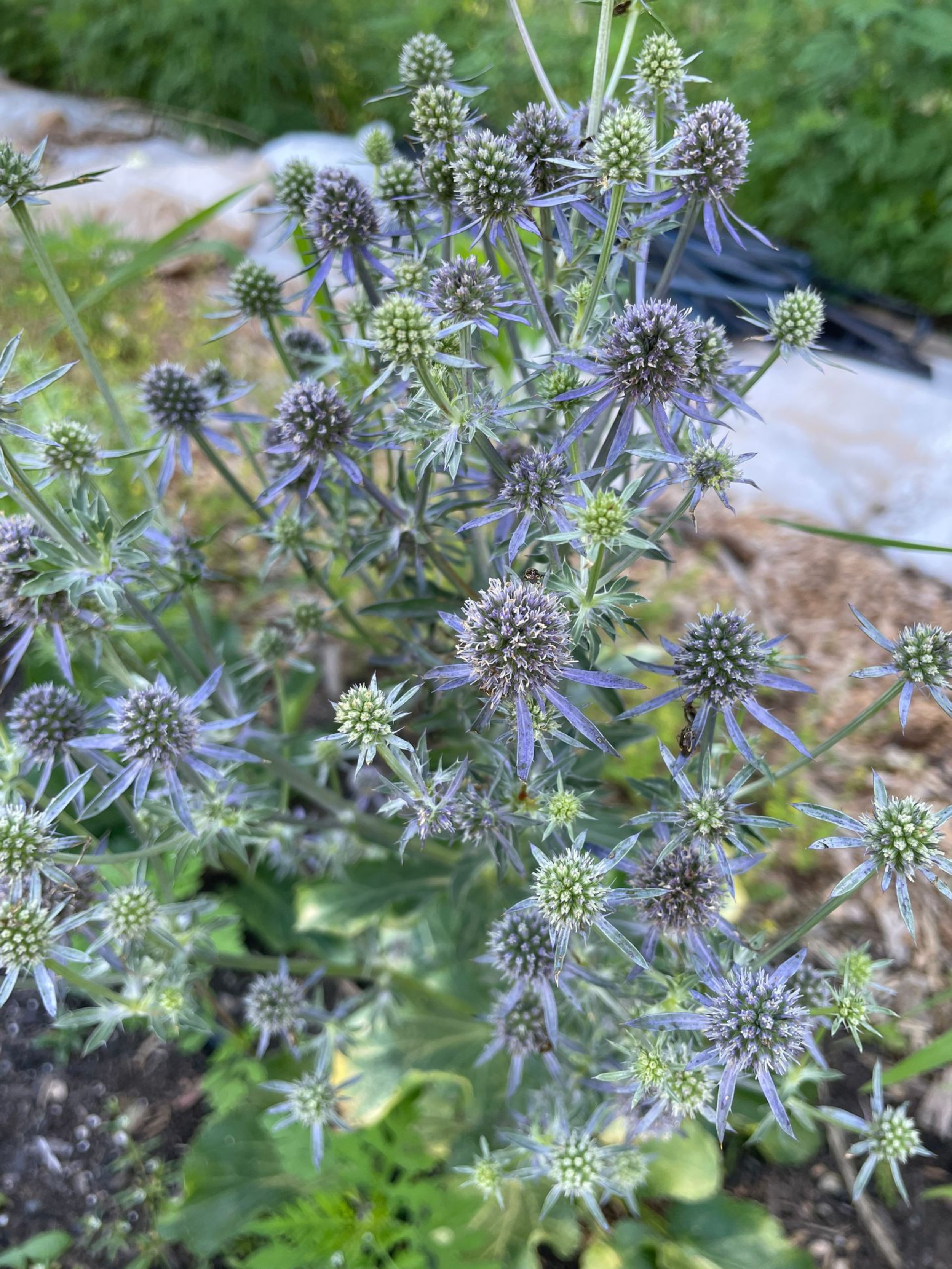 sea holly (1).png