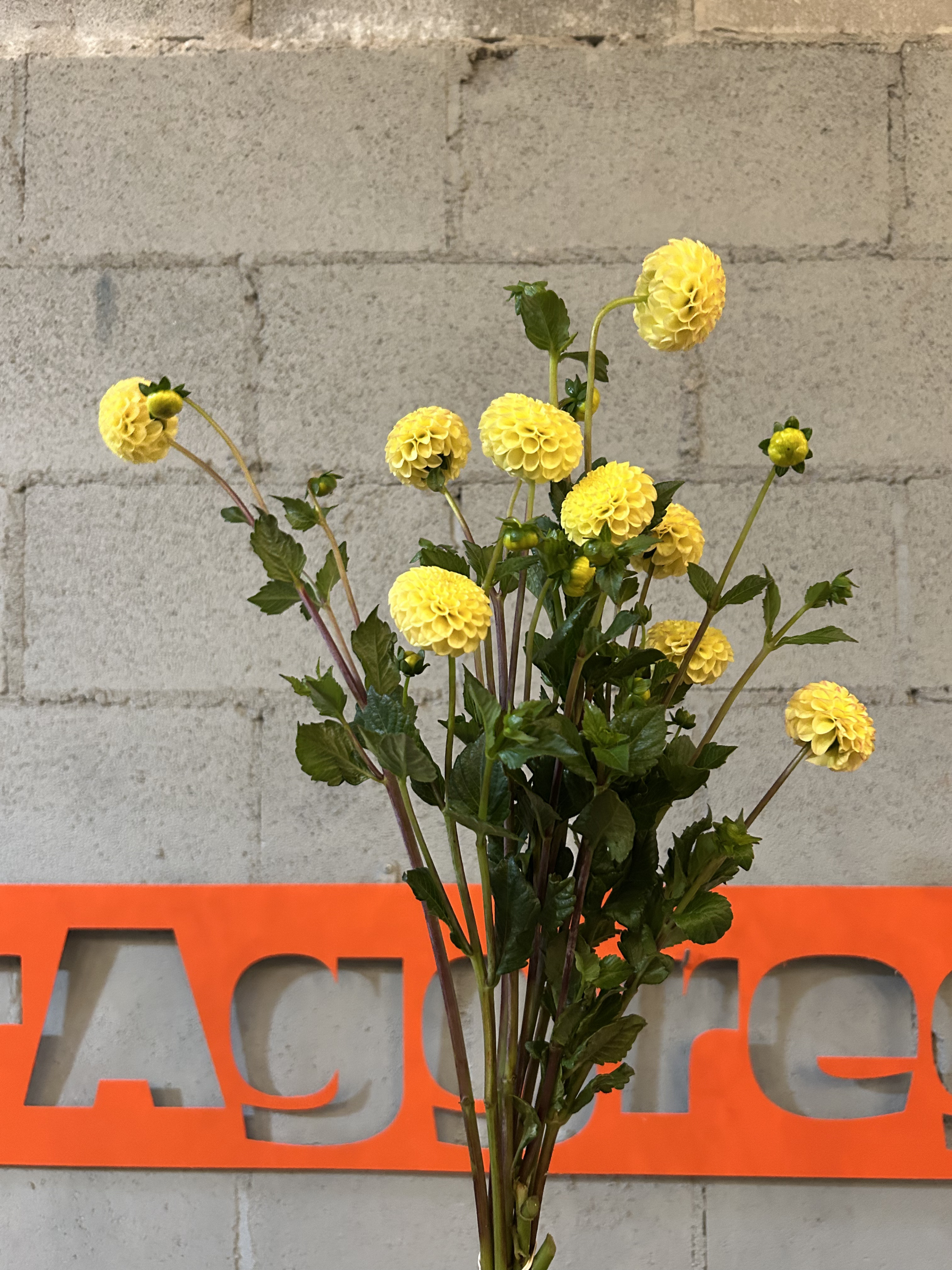 yellow smol dahlia.png