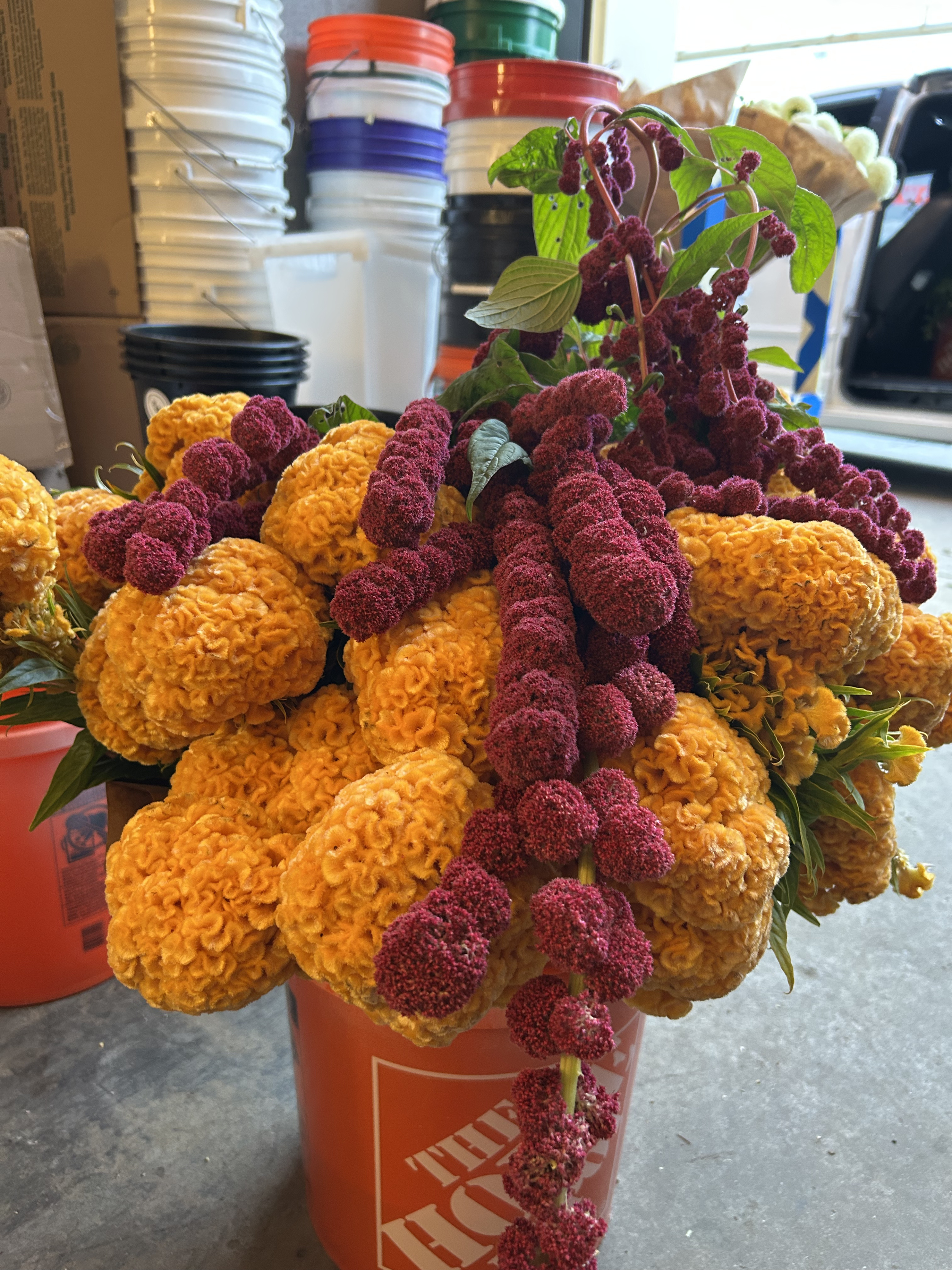 celosia amaranth.png
