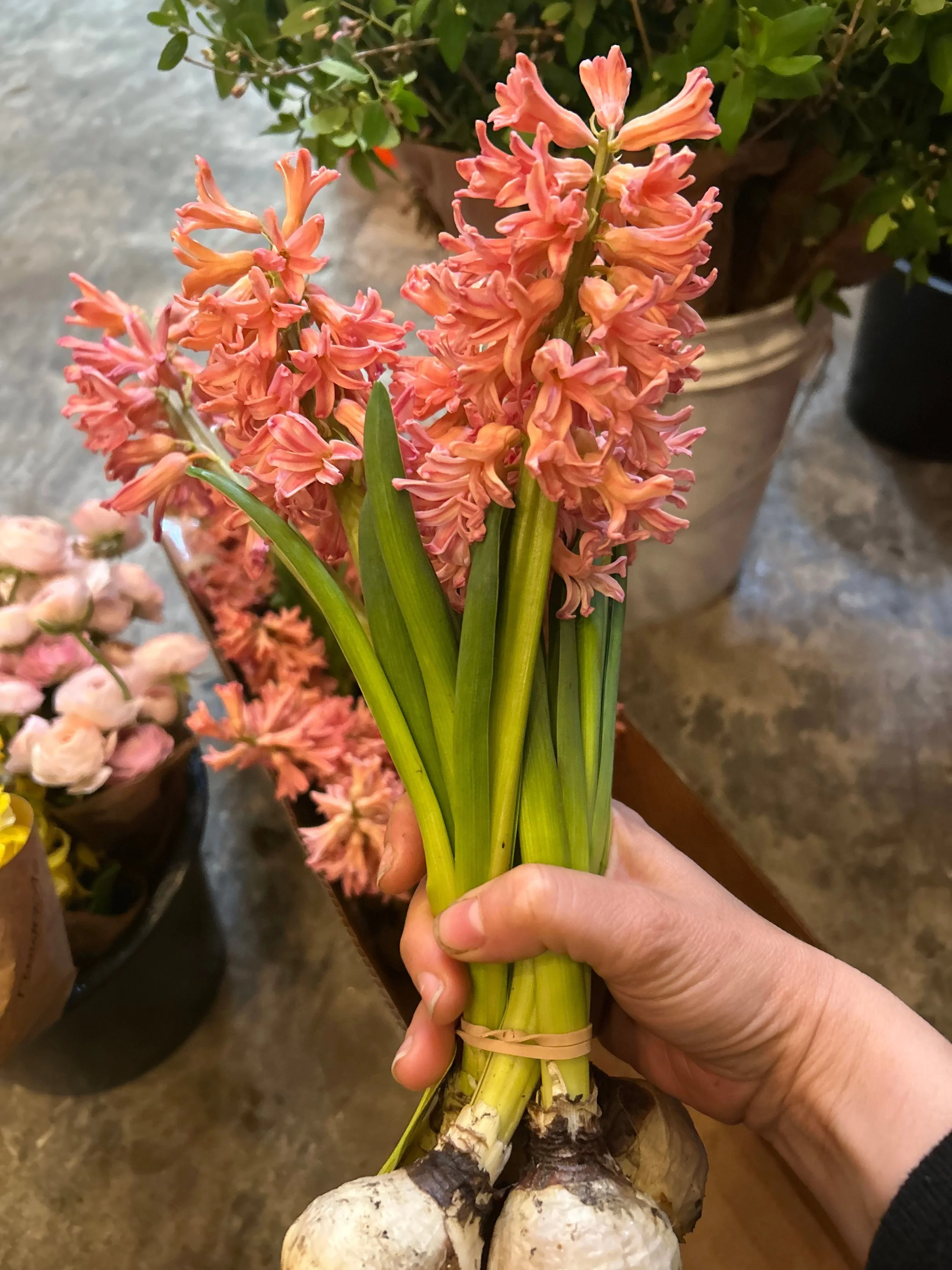 peach hyacinth