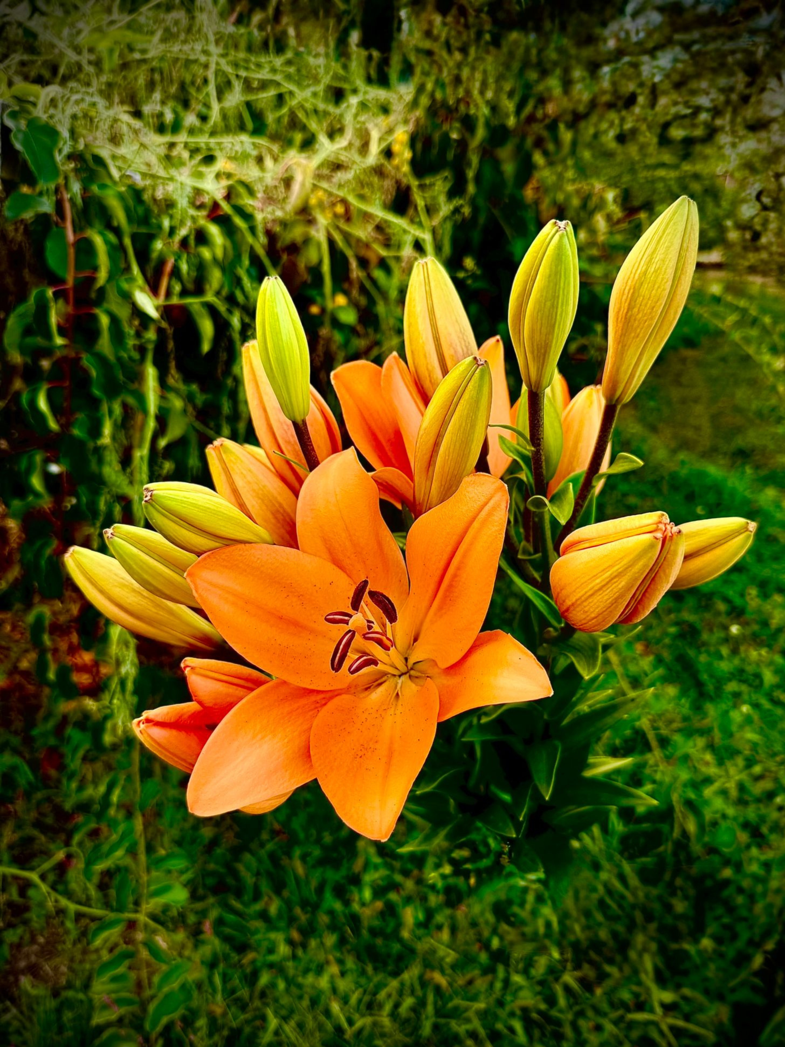 orange lily.png