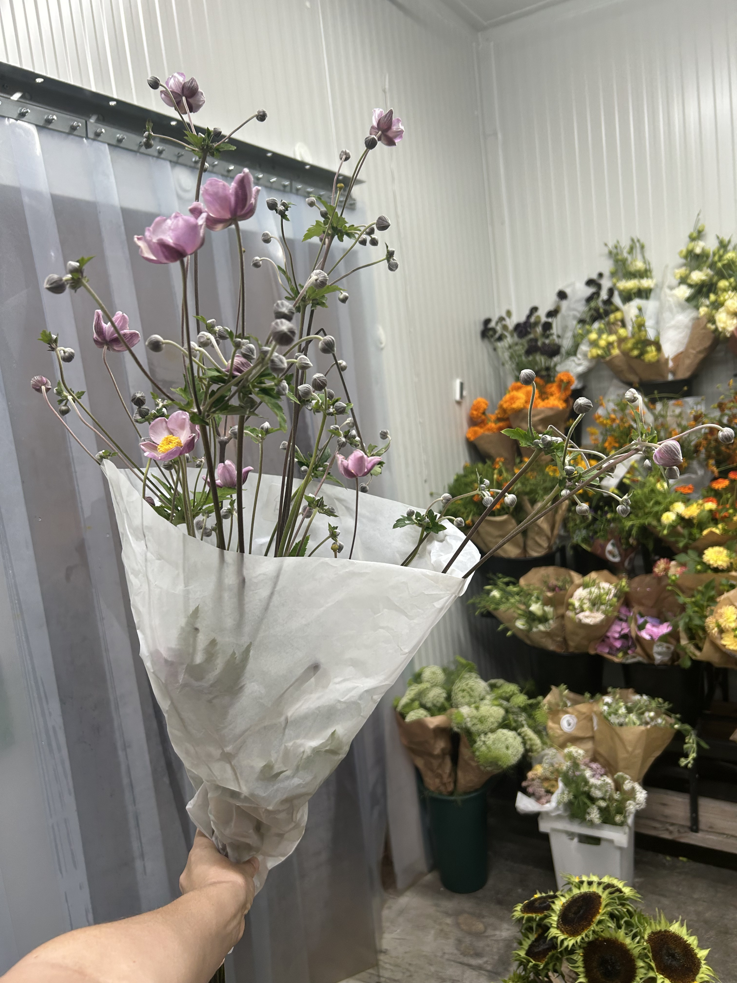 japanese anemone.png