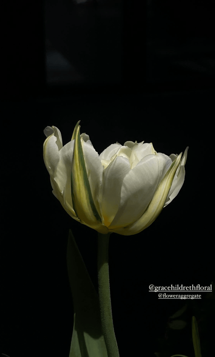A white tulip with yellow accents on a dark background.