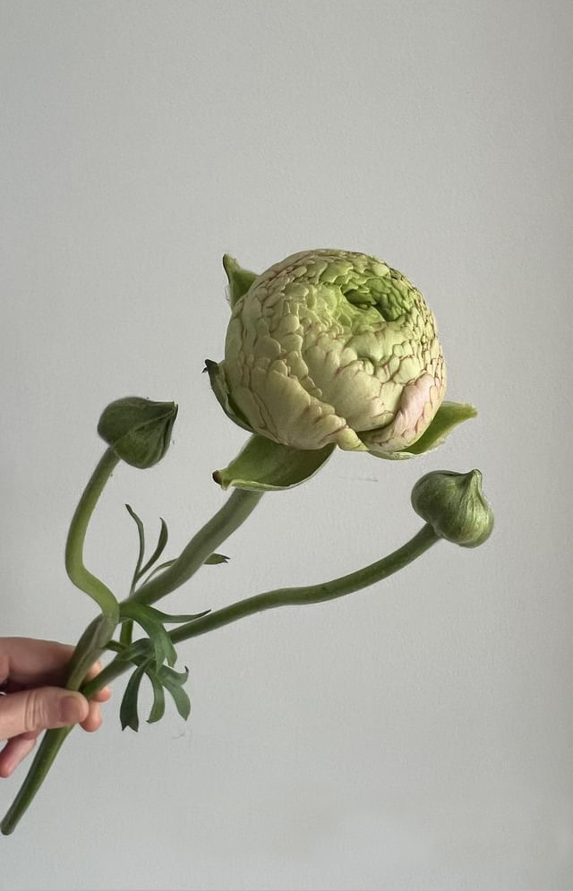 Hand holding a potted plant with a large, round, pale green flower that resembles a smushed rosebud, against a plain white wall background.