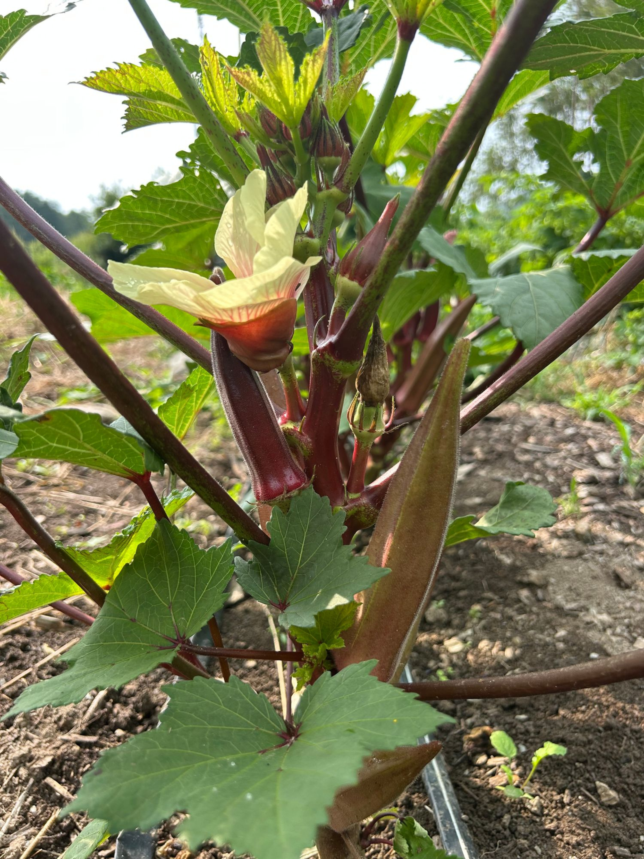 okra.png