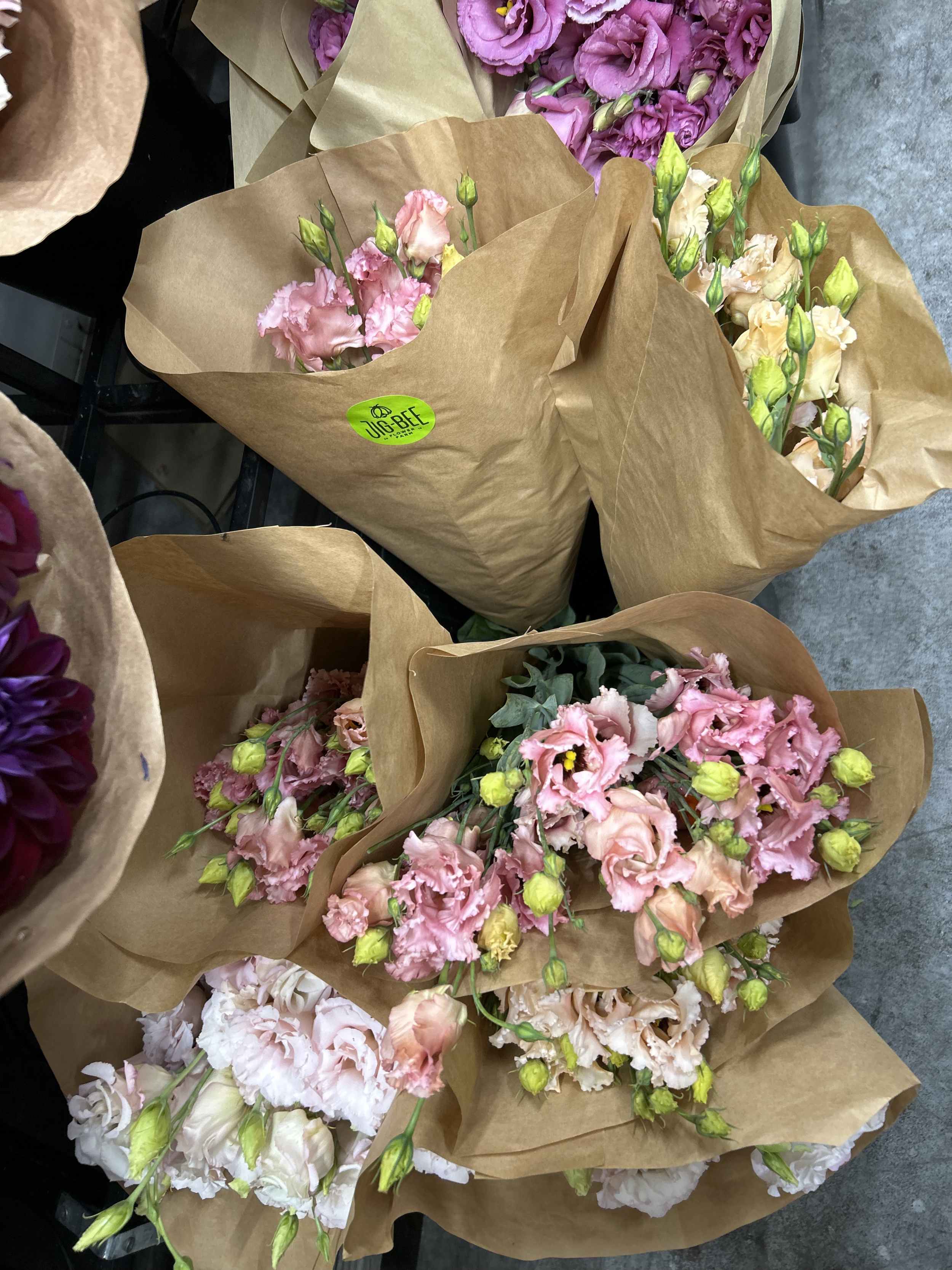 lisi multi colors.png