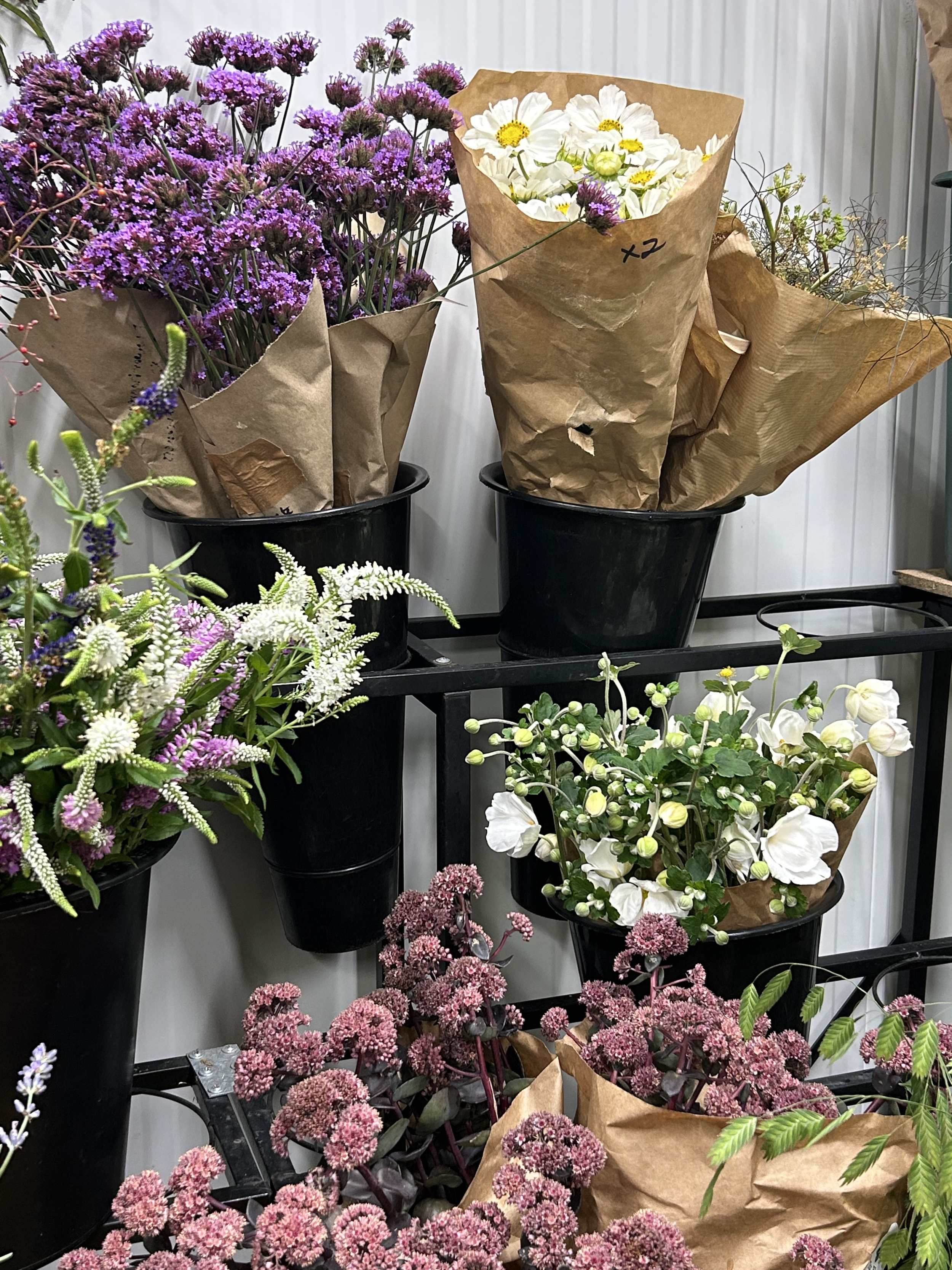 purple and white.png