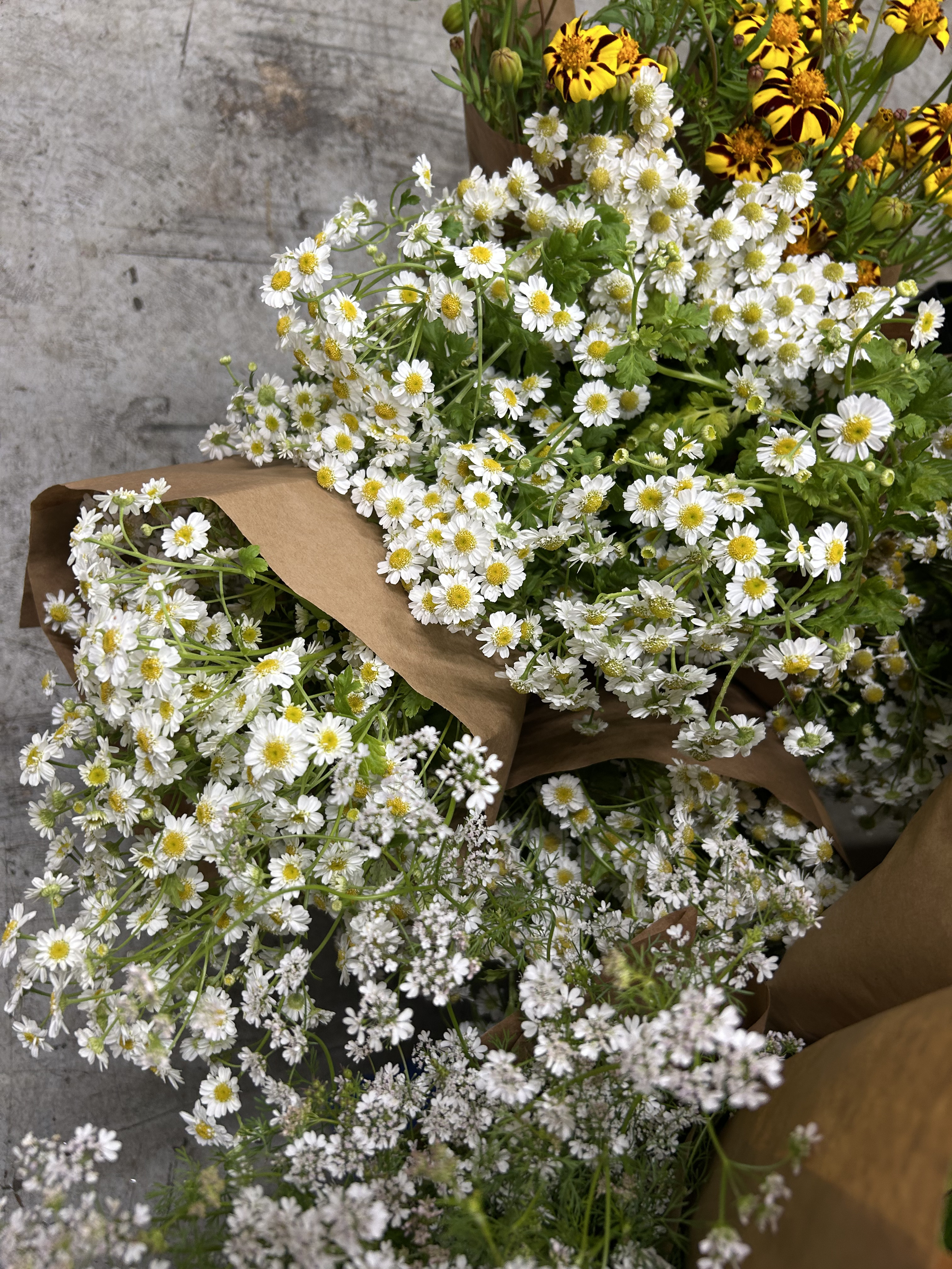 feverfew (1).png