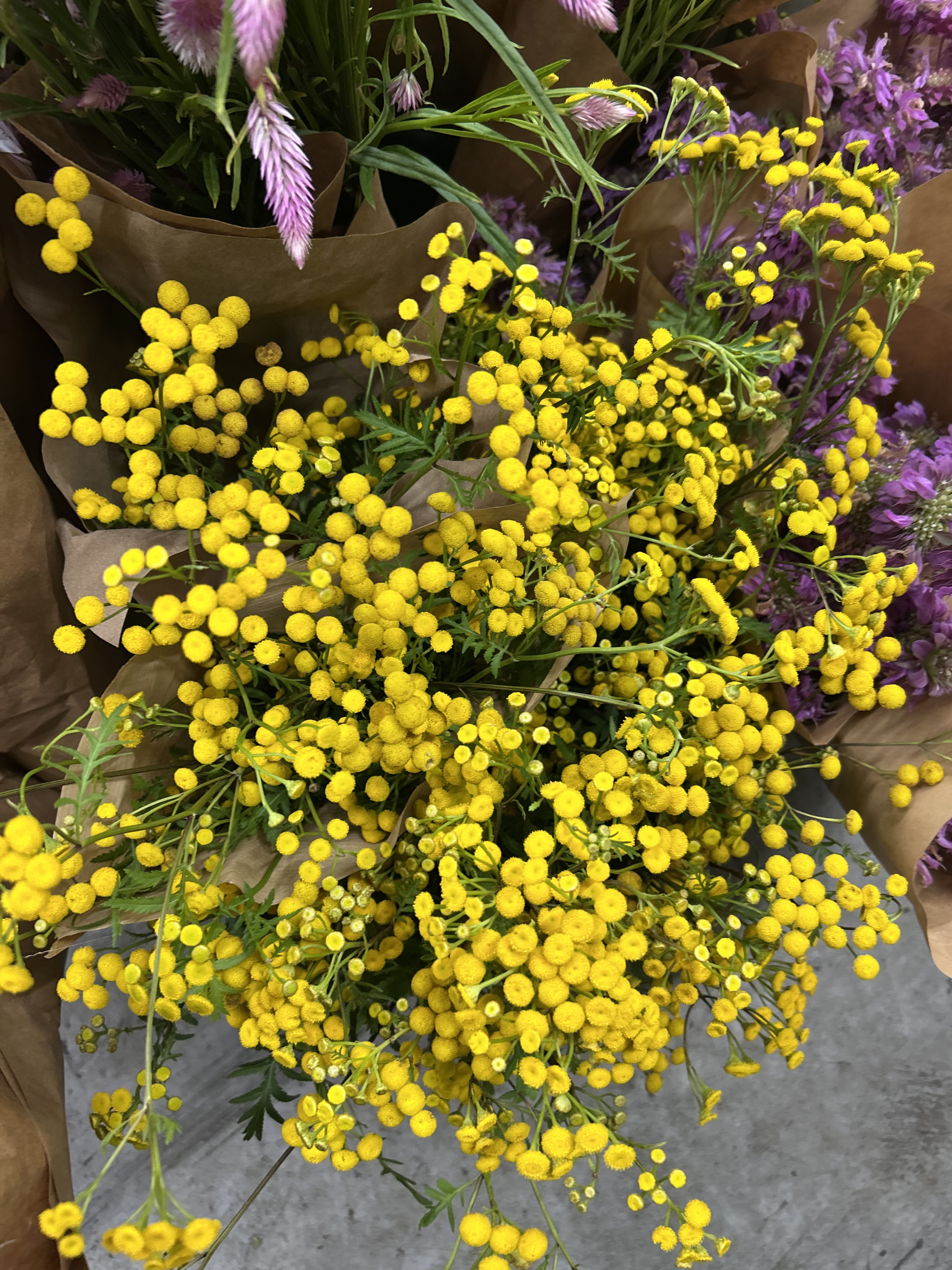 Tansy (1).png